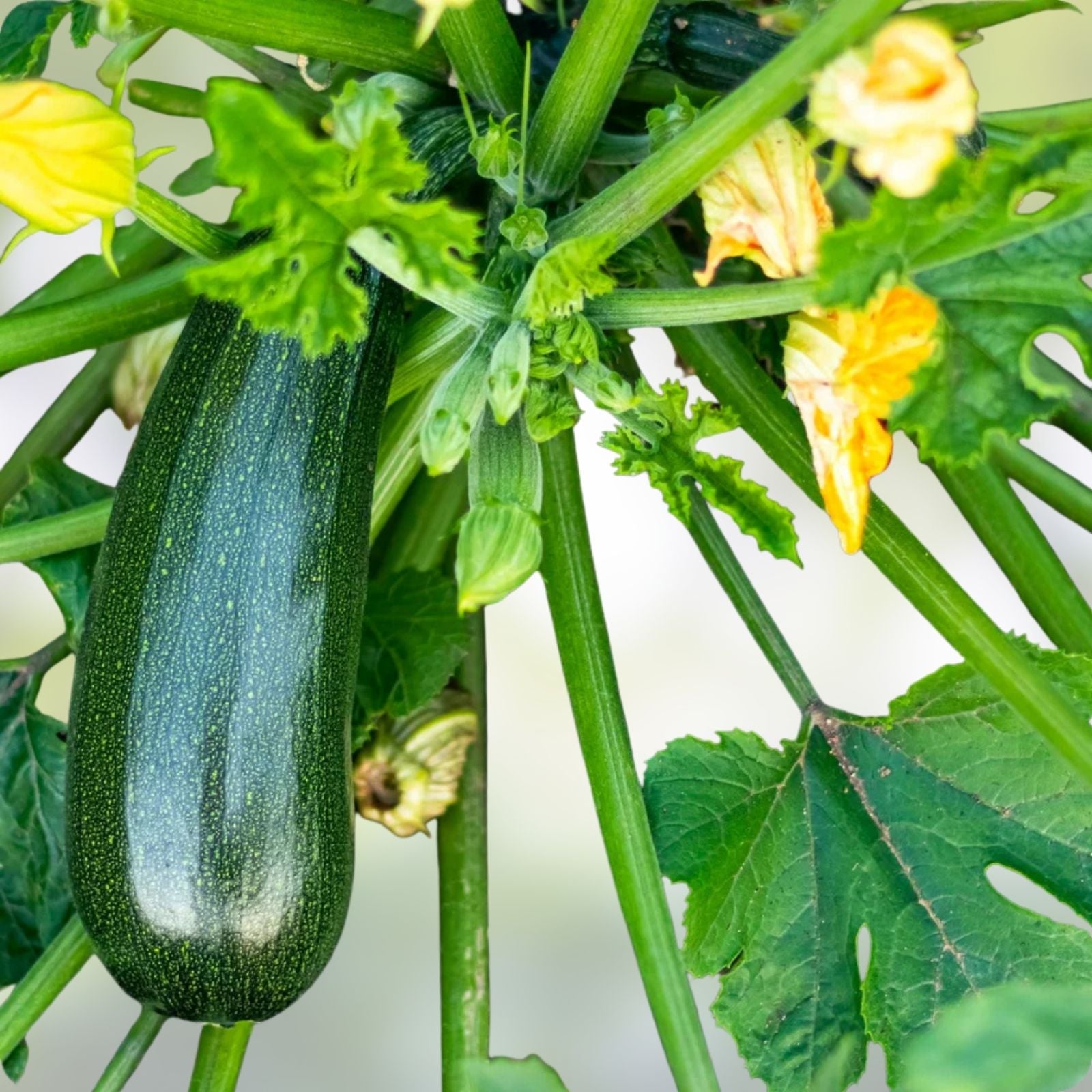 Heirloom Zucchini Seeds - 100+ Non-GMO Long Dark Green Cucurbita pepo Vegetable Seeds