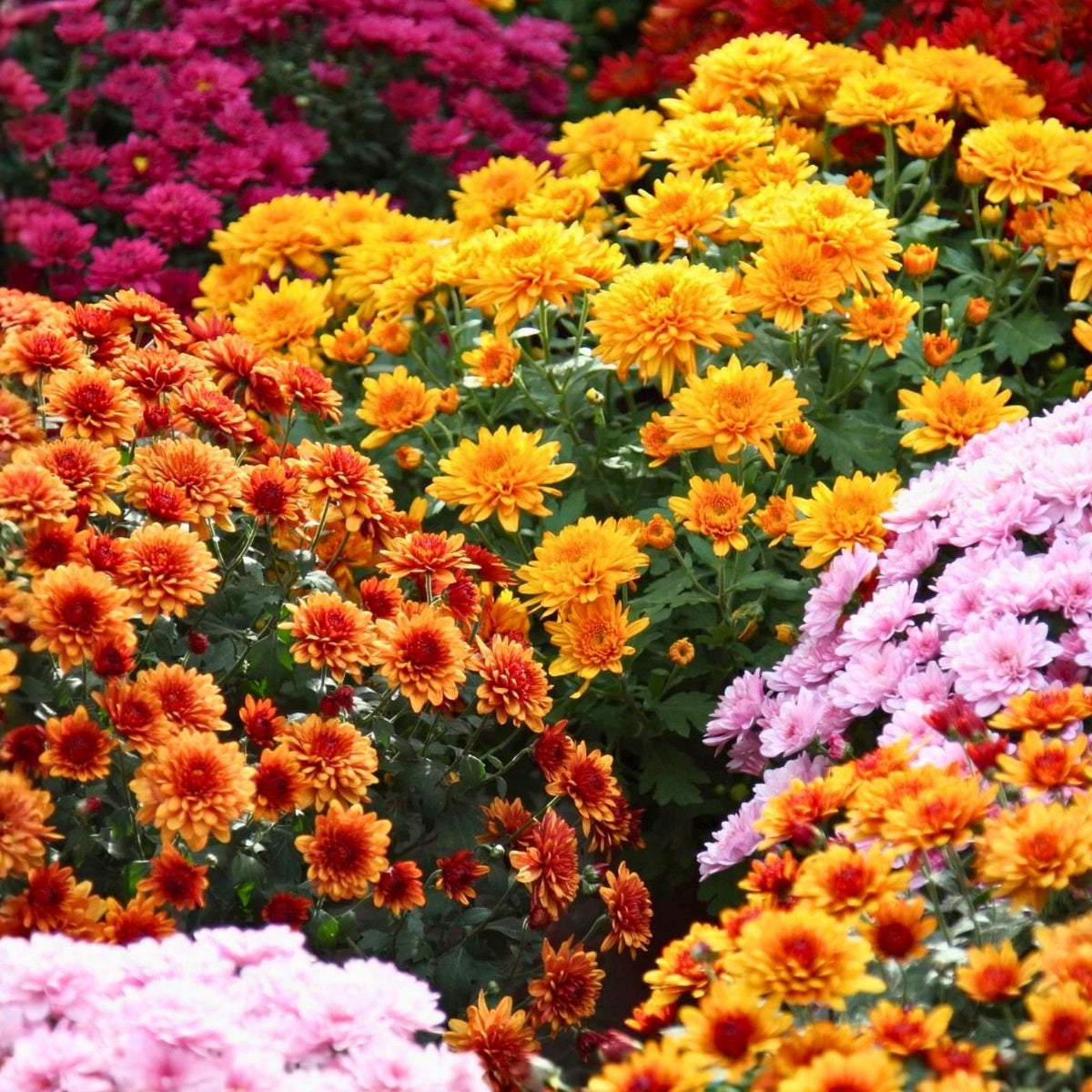 Chrysanthemum Seeds Mix 200+ Field Bouquet Colorful Mum Varieties Garden Planting Chrysanthemum spp.