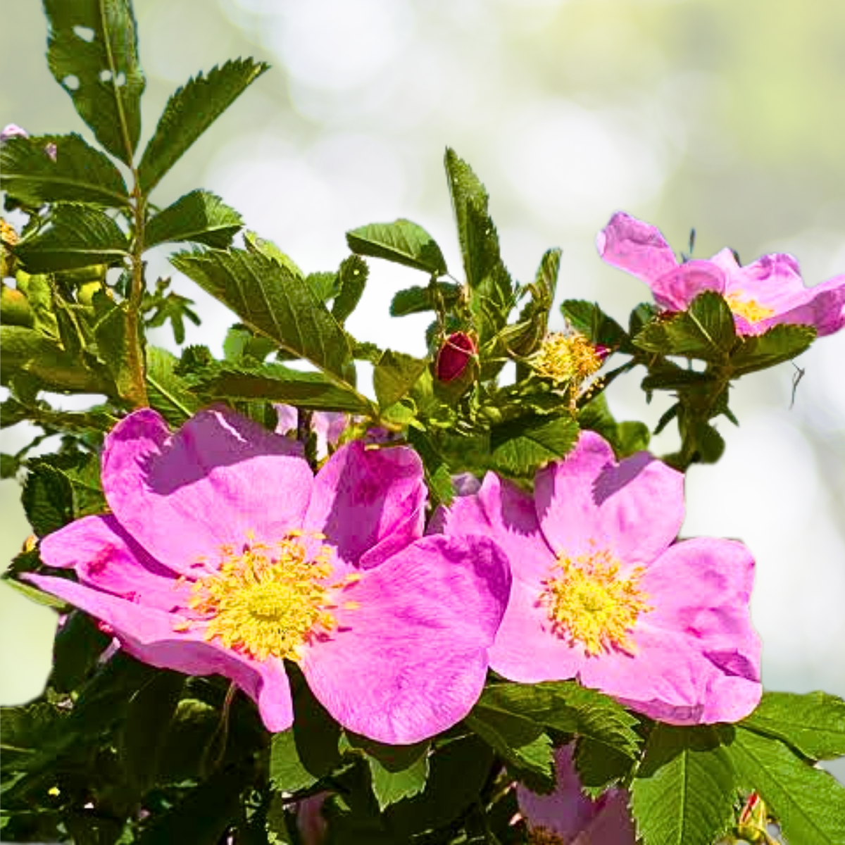 Wildflower Seed Mix - 1000 Non-GMO Seeds - Iowa State Flower Perennials & Annuals - USA Grown