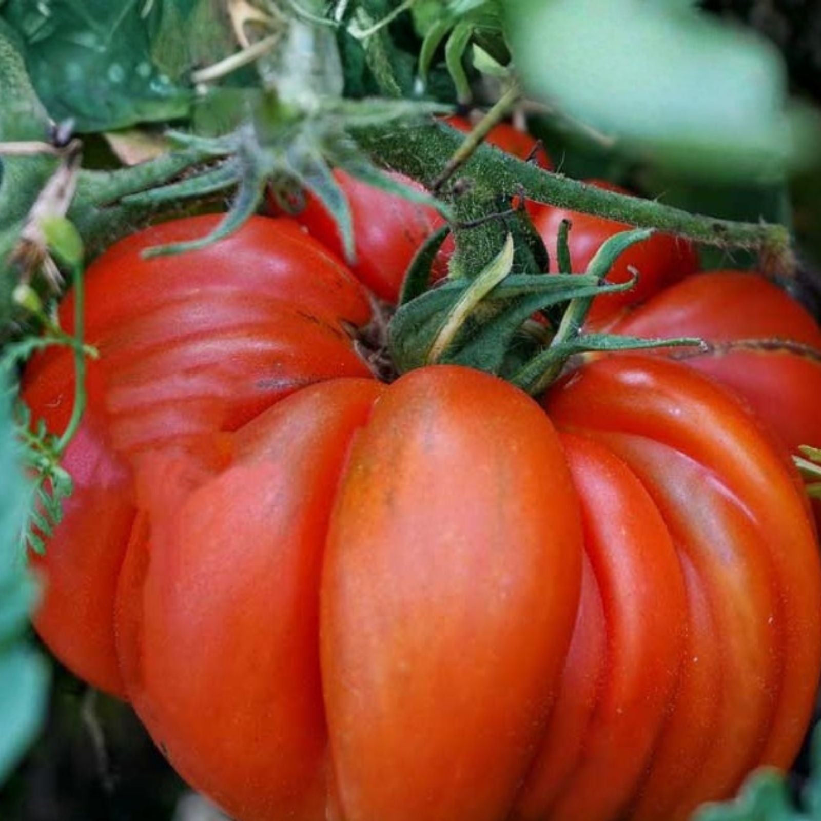 Beefsteak Tomato Seeds 100 Non-GMO Organic Heirloom Vegetable Garden Seeds Solanum lycopersicum