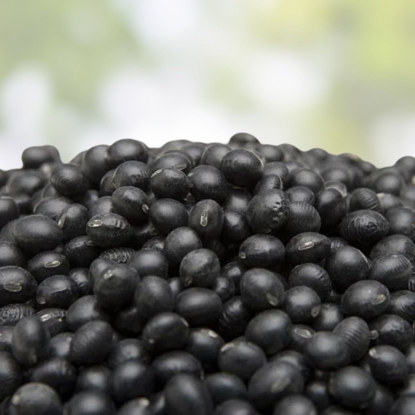Black Soybean Seeds for Planting – Full Season Variety Glycine max – Ideal for Sprouts and Garden Growth