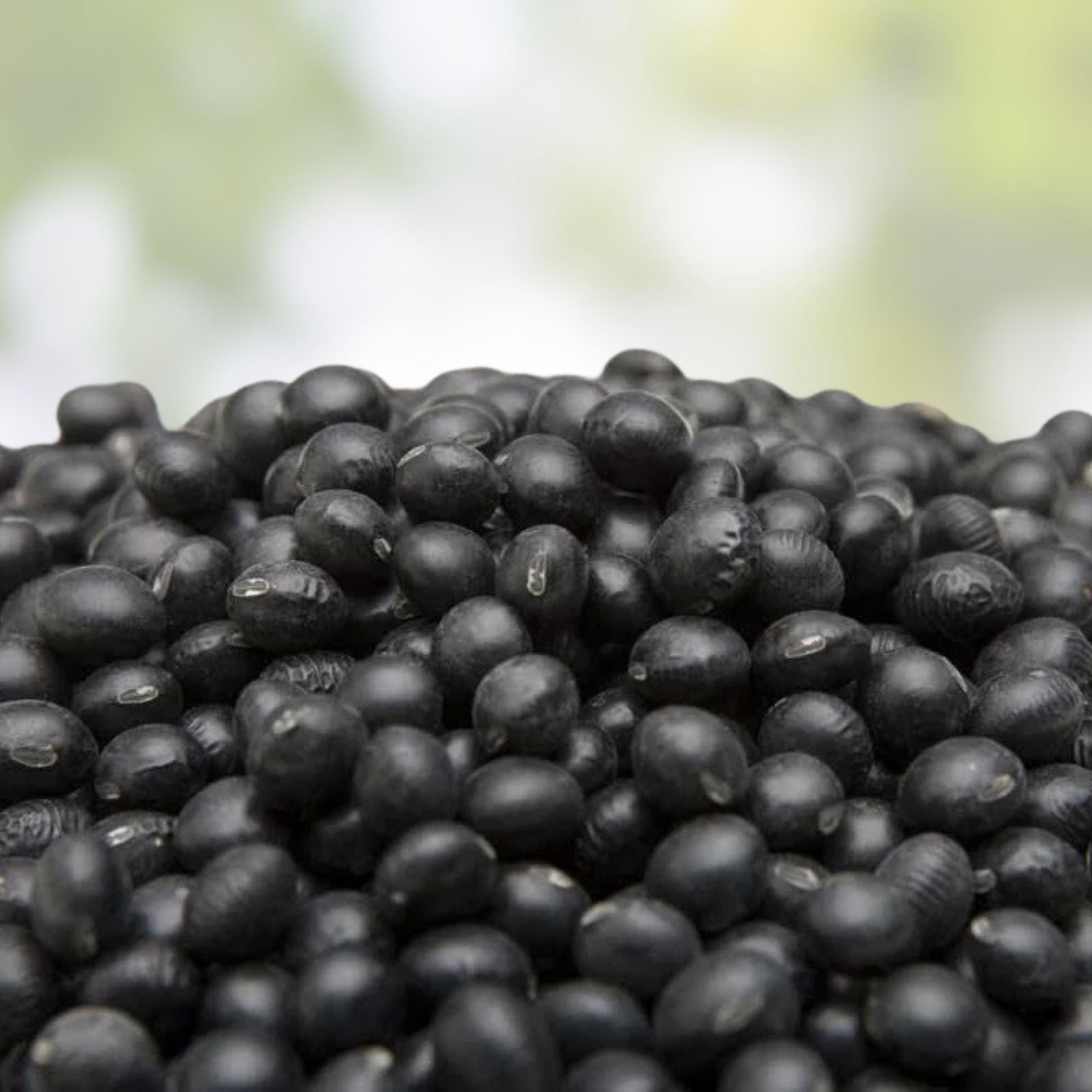 Black Soybean Seeds for Planting – Full Season Variety Glycine max – Ideal for Sprouts and Garden Growth