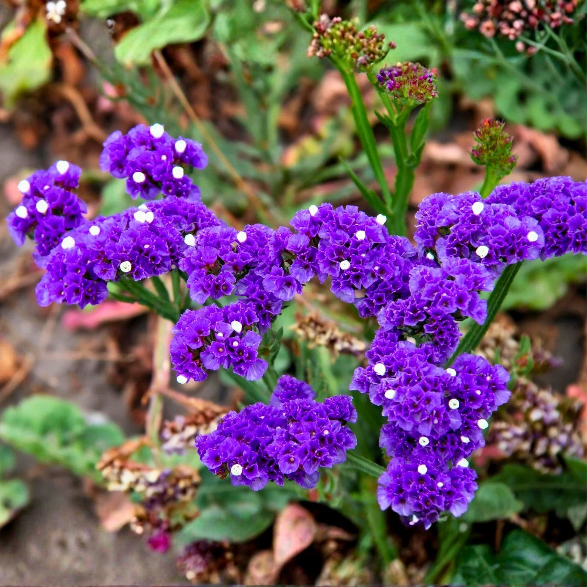 Statice Seeds 85 Lavender Hue Non-GMO Flower Seeds Limonium sinuatum Garden Planting