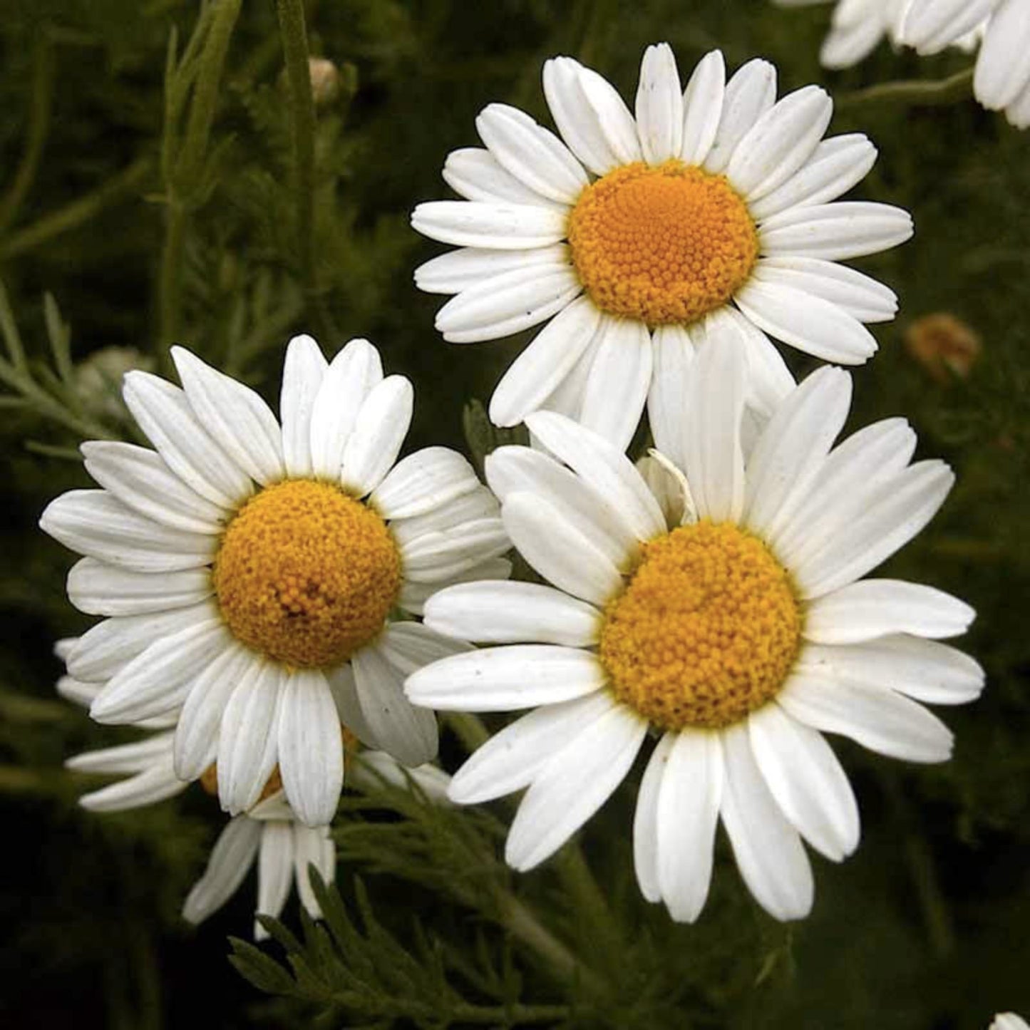Roman Chamomile Seeds - 500 Seeds - Aromatic Herb for Gardening and Herbal Teas - Anthemis nobilis