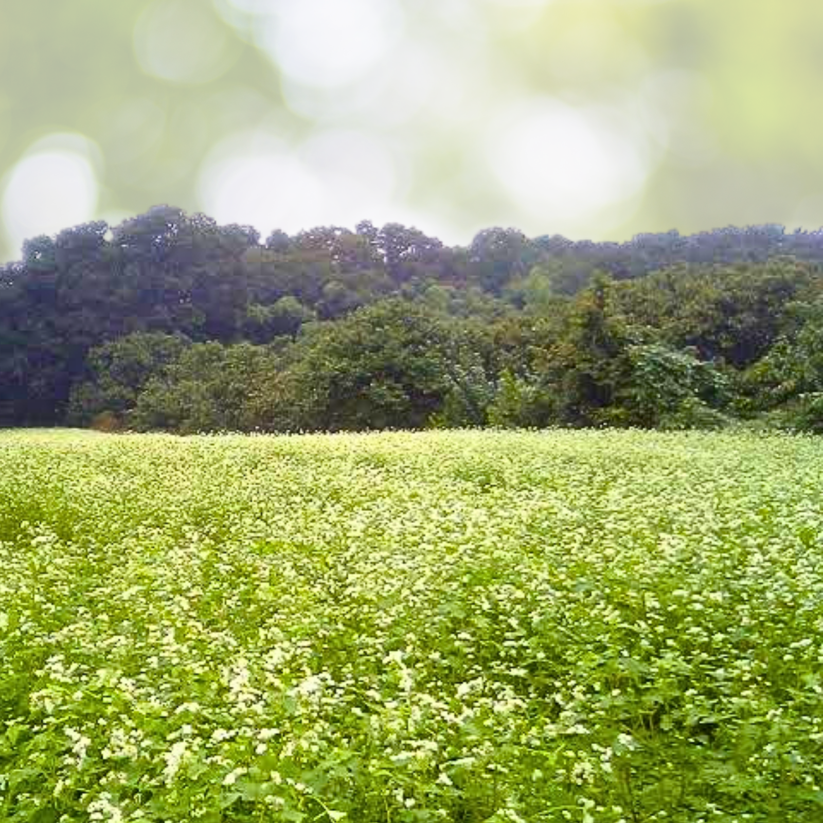 POLLINATOR COVER CROP Wildflower Seeds Bulk Pack - 3600 Seeds for Landscaping, Ground Cover, Eco-Friendly Gardening