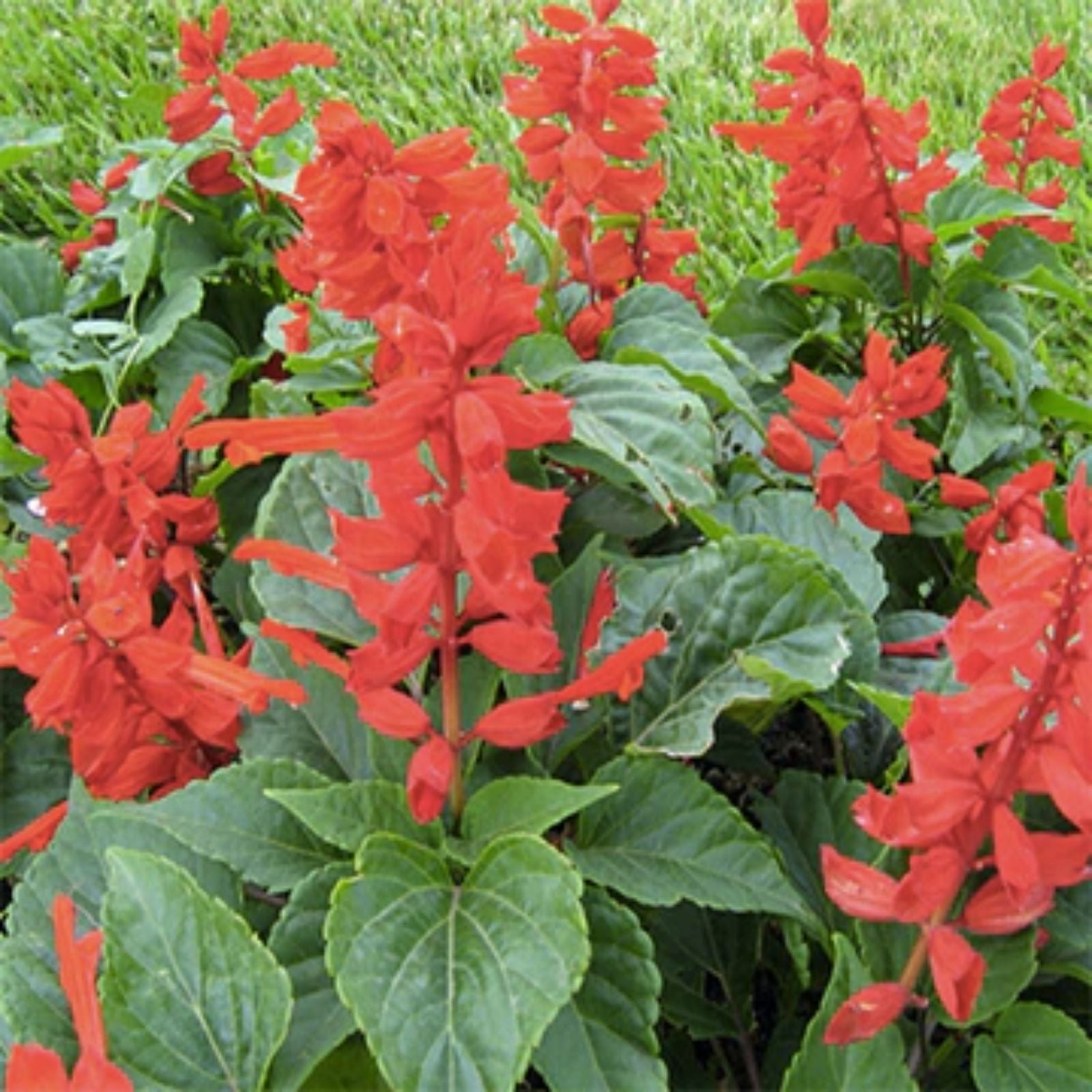 Blood Sage Flower Seeds 50 Pack | Hummingbird Attracting Salvia coccinea | Ornamental Garden Plant Seeds