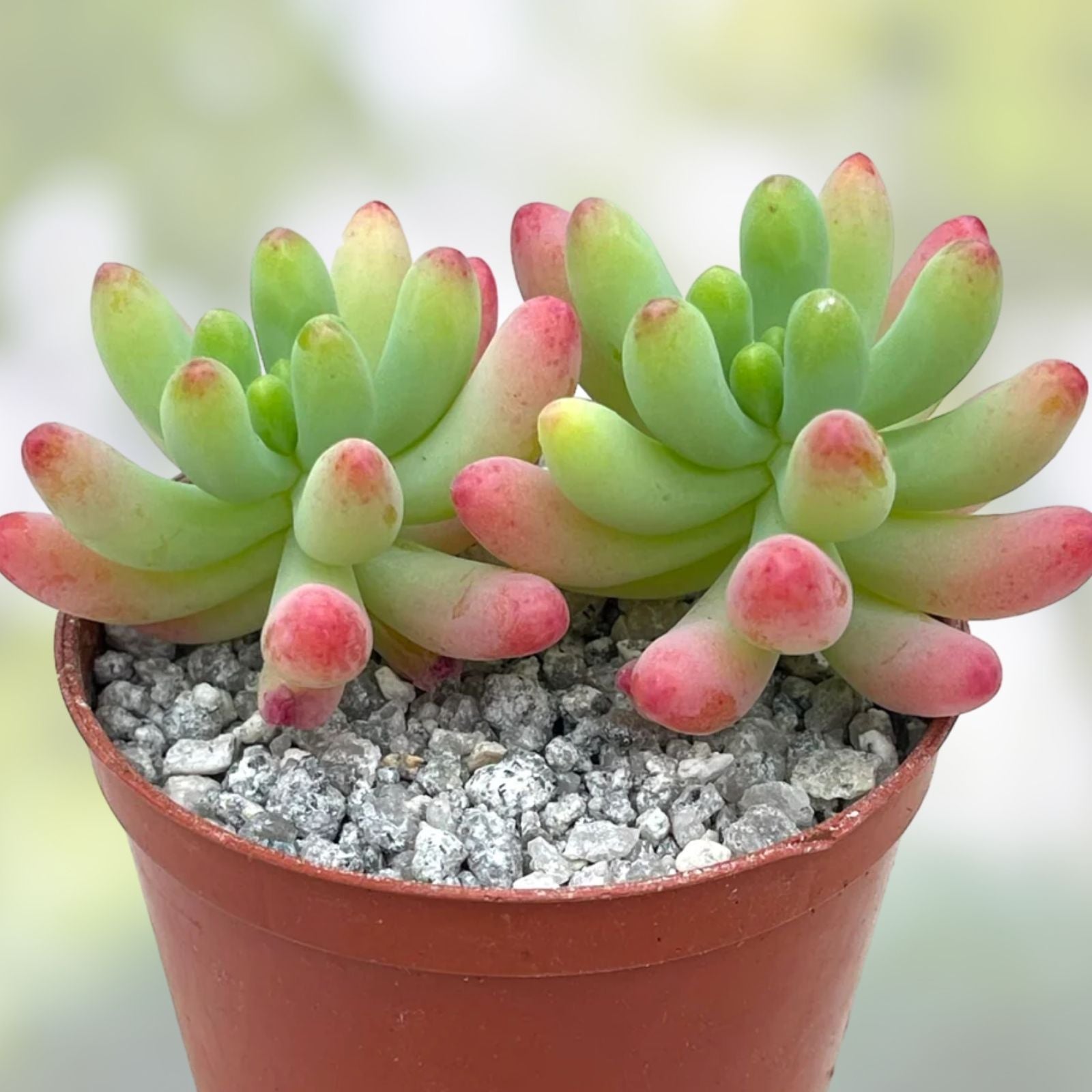 Sedum Pachyphyllum Succulent Plant - 1.5-2 Inches, Fully Rooted, Healthy, Rare Live Plant