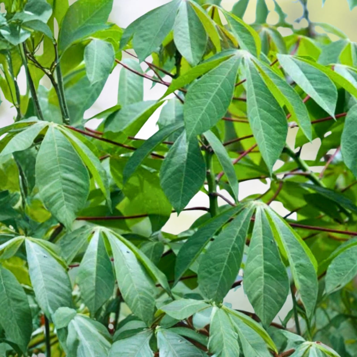 5 Cuttings Sweet Yuca, Organic Cassava Root Clippings, Fresh Manihot esculenta, Pesticide-Free, Edible Plant Cuttings