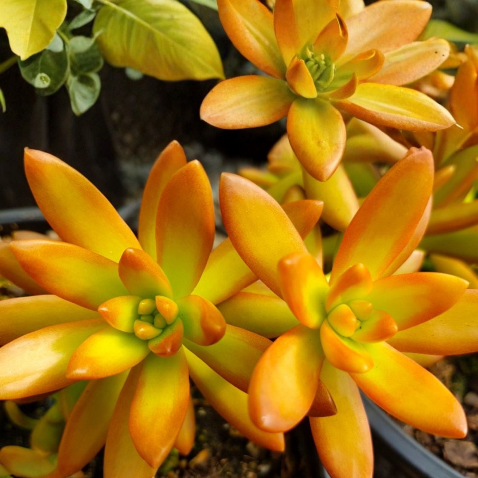 Rare Succulent Cutting - Sedum Adolphi 'Orange Delight' Live Plant, Unrooted 2-Inch Planting Material