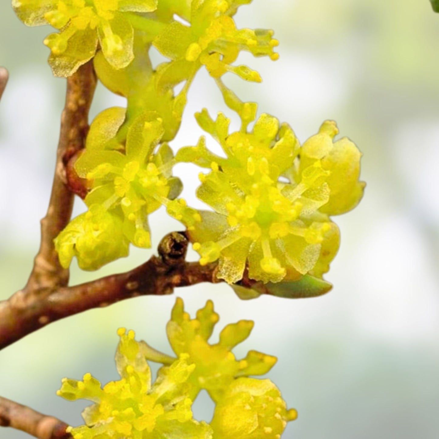 Spicebush Live Plant Set of 2 – Lindera benzoin – Hardy Shrub for Moist Areas – Bare Root, 2-3 Years Old