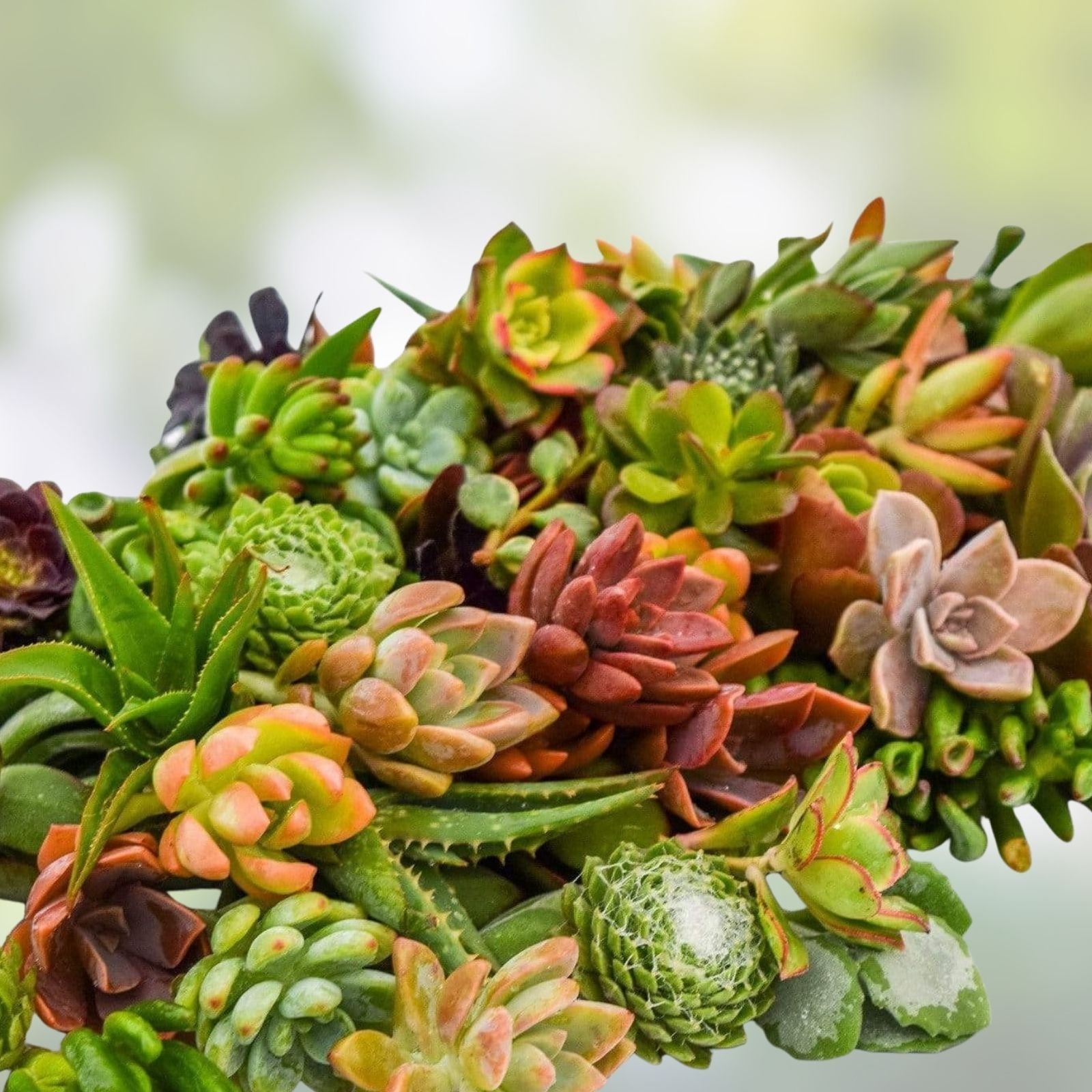 Large Succulent Cuttings Pack – 10 Easy Care Varieties for Planting and Decor - 4-6 inches