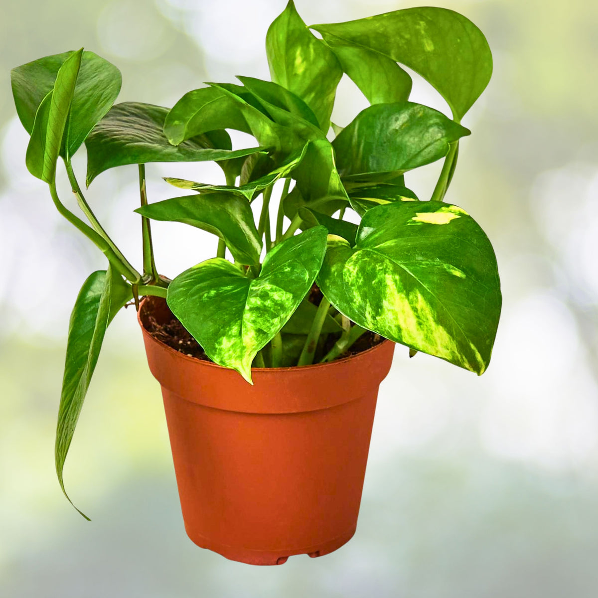 Variegated Gold and Green Pothos Plant in 4" Pot - Gold Child Ivy (Epipremnum aureum) - Ideal Indoor Houseplant