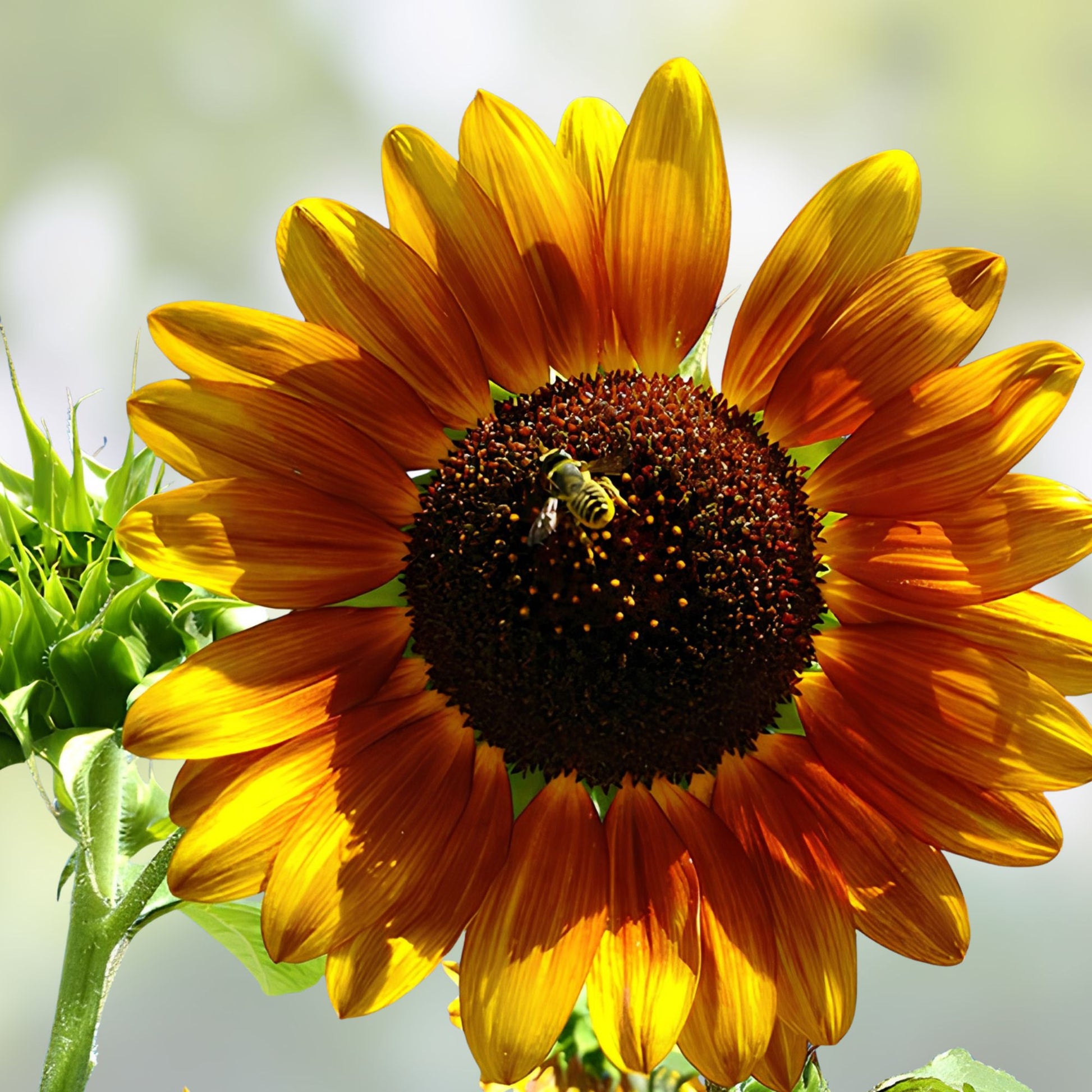 Autumn Beauty Sunflower Seeds 50 Count - Vibrant Fall Colors - Helianthus annuus Garden Seeds for Planting