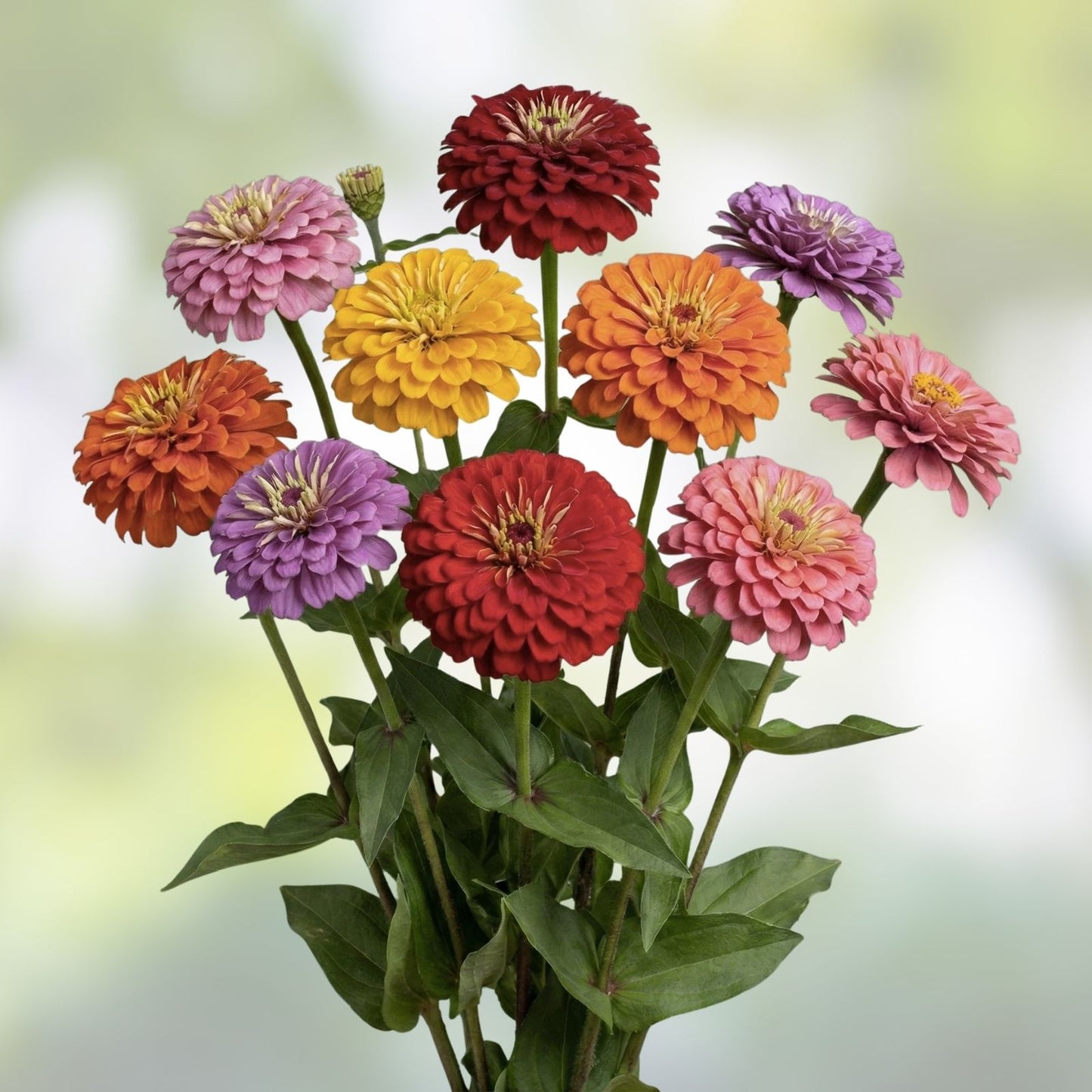 Giant Dahlia Flower Seeds 500+ Count California Giants Annual Mix Zinnia elegans Garden Flower Seeds