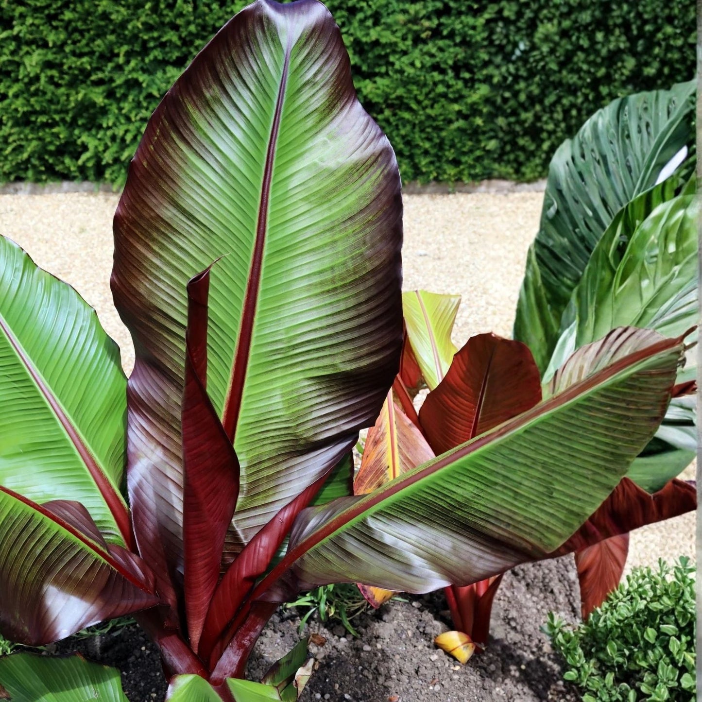 Abyssinian Banana Tree Seeds 5 Pack - Ensete ventricosum - Tropical Exotic Plant Seeds for Home Gardening