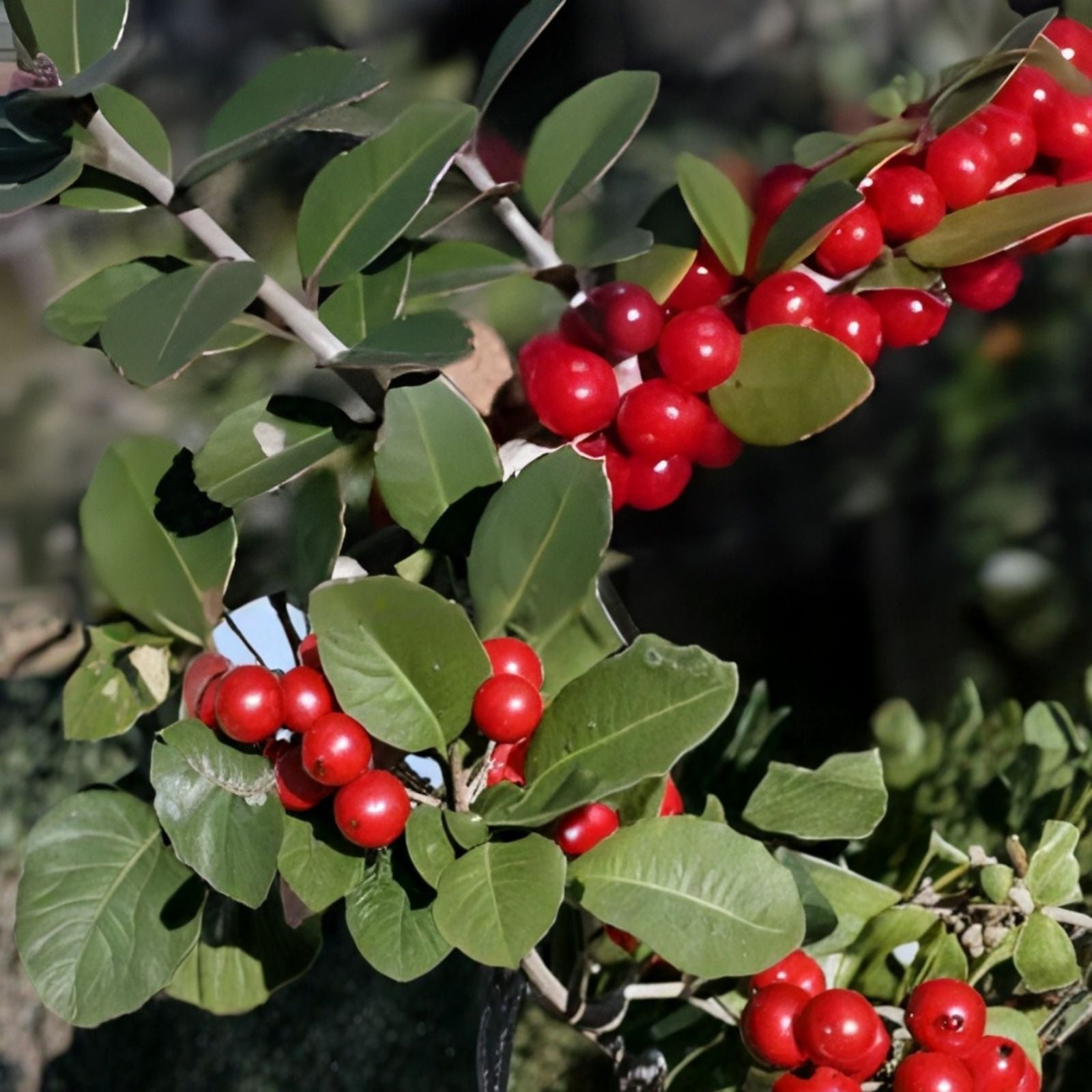 Yaupon Holly Bush Seeds 40 Pack Ilex vomitoria Native Caffeine Tea Shrub USA Native Plant Seeds