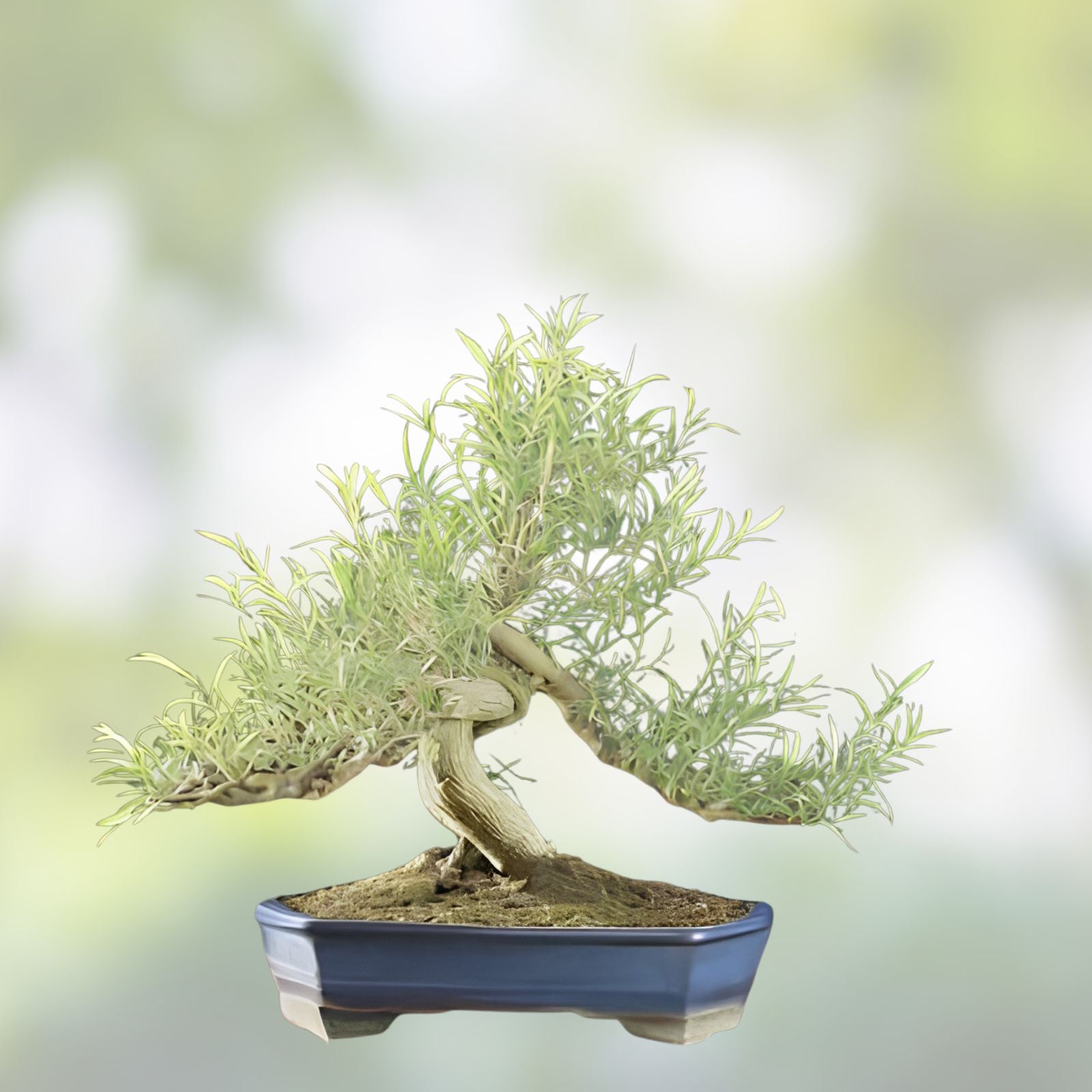 Long Leaf Weeping Willow Bonsai Cutting, 6-8 inches, Salix babylonica, Indoor Gardening, Plant Enthusiast Gift
