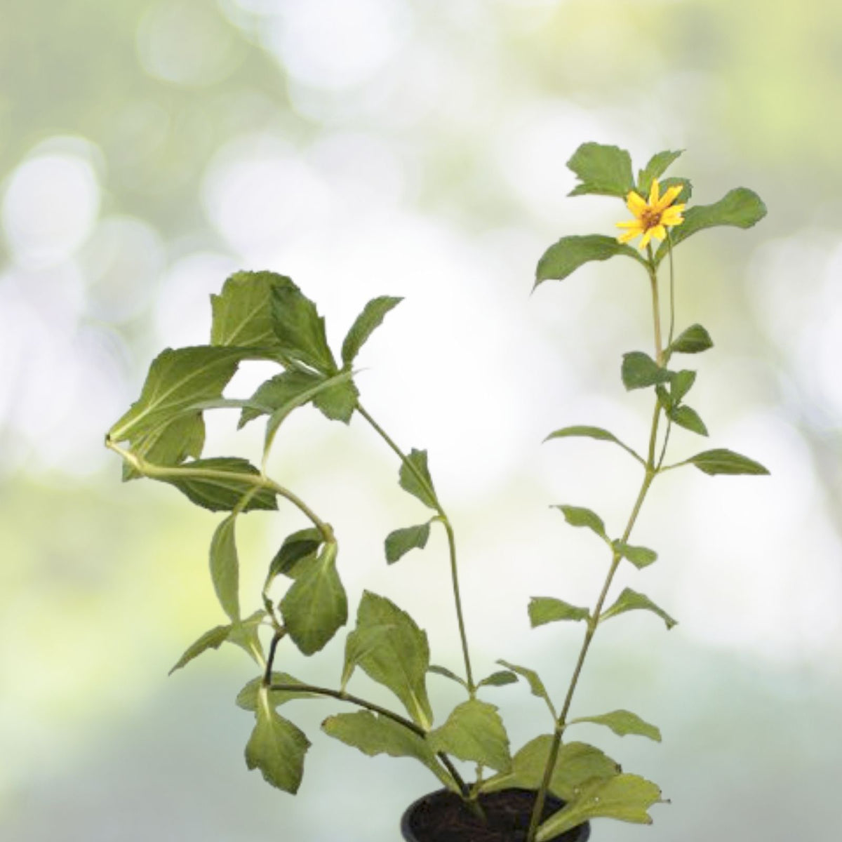 Creeping Daisy Plant Cuttings - 1 Rooted + 5 Yellow Wedelia Trilobata Perennial Vines for Gardens and Landscaping