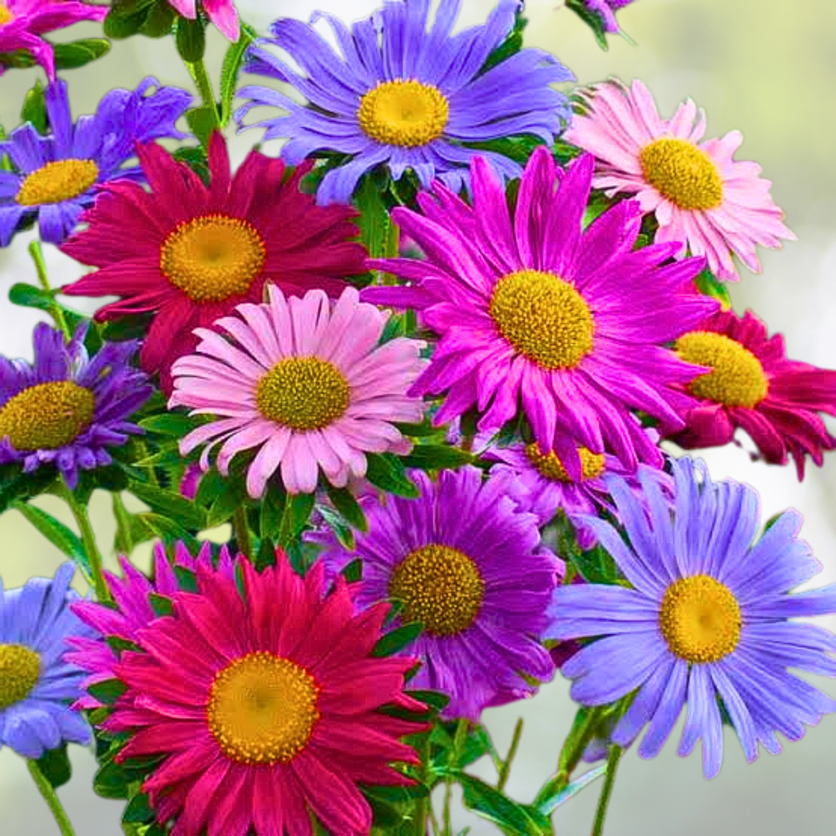 Aster Seeds - 200 Non-GMO China Aster Cut Flowers for Pollinators - Colorful Blooms - Aster amellus