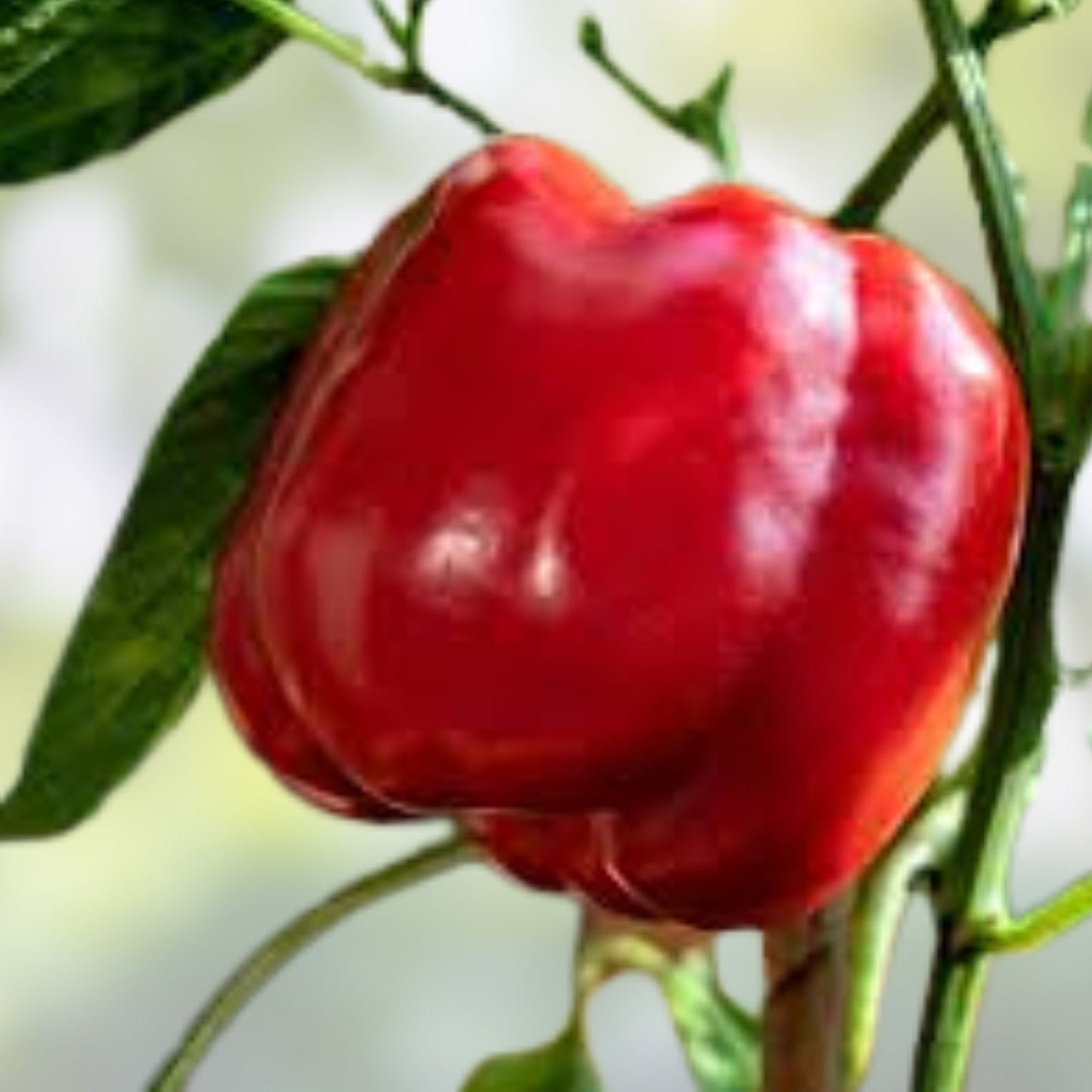 Sweet Pepper Seeds 50+ Hybrid Big Bertha Capsicum Annuum Giant Red & Green Bell Peppers Easy to Grow