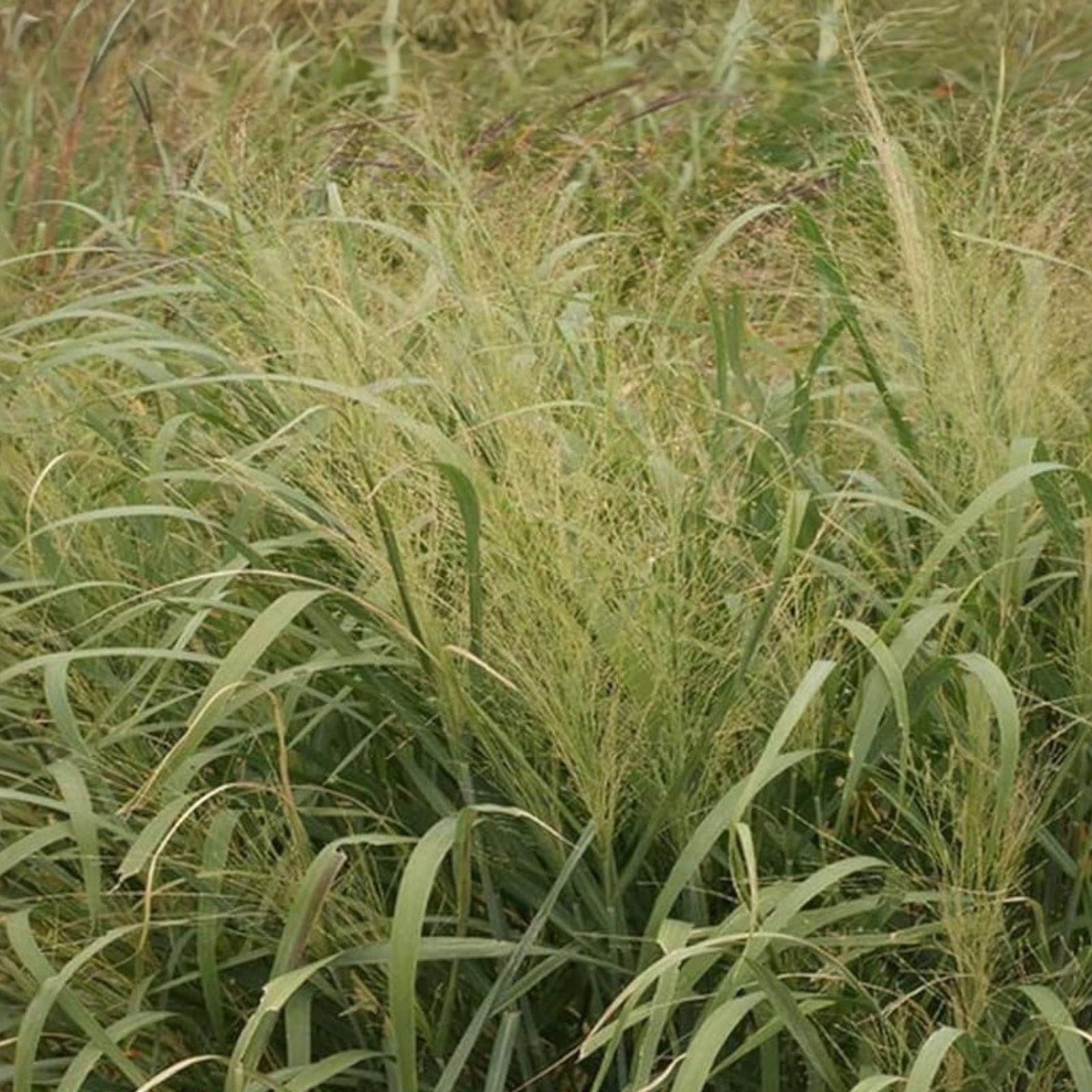 Switchgrass Seeds for Planting - Fast Growing Hardy Prairie Grass for Biofuel - Panicum virgatum