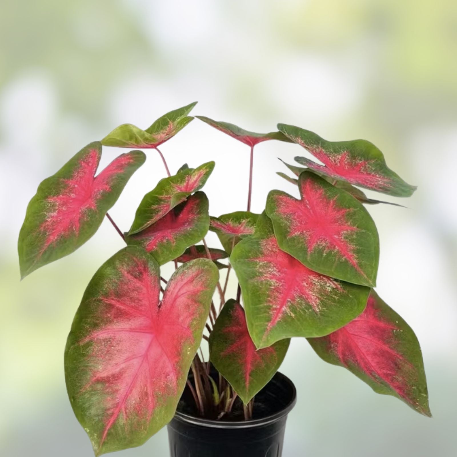 Caladium Bulbs for Planting - Wildfire Variety - Perennial Elephant Ears - Fancy Foliage - Caladium bicolor