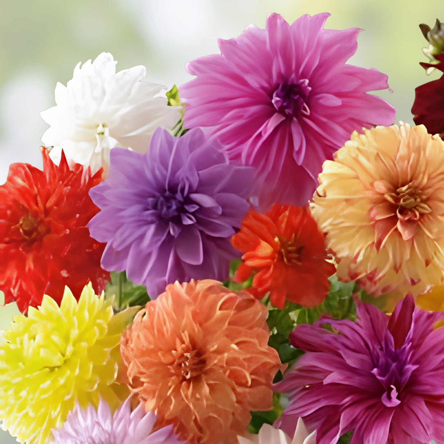 Dahlia Flower Seeds 30-Pack Showtime Showpiece Mix Bright Colors Easy Grow Live Plant Cutting Bare Root Starter Plant