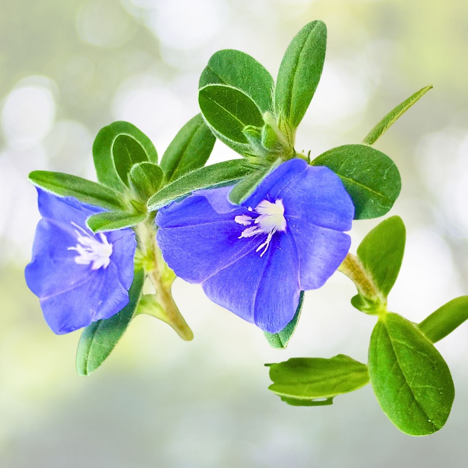 Evolvulus Blue Daze Live Plant Plug - 1 Well-Rooted Ground Cover Plant with Blue Flowers - Perennial Outdoor Garden Plant