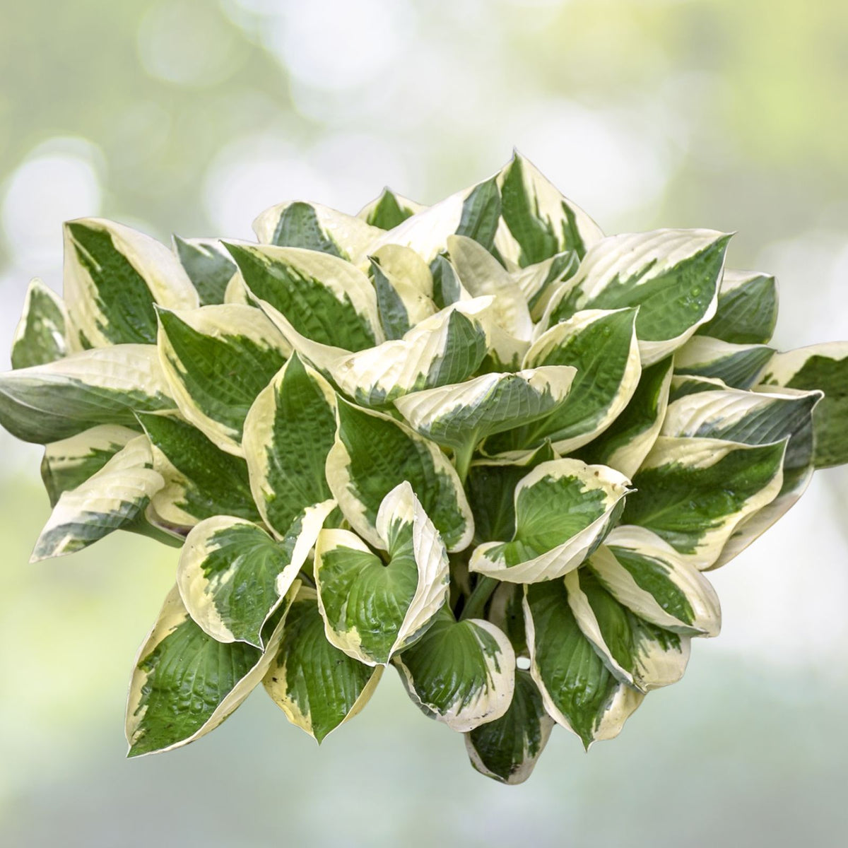 Patriot Variegated Hosta Root Plant   Large Size, Hosta 'Patriot', Shade Loving, 12 20" Tall, White Margins, Ready to Plant