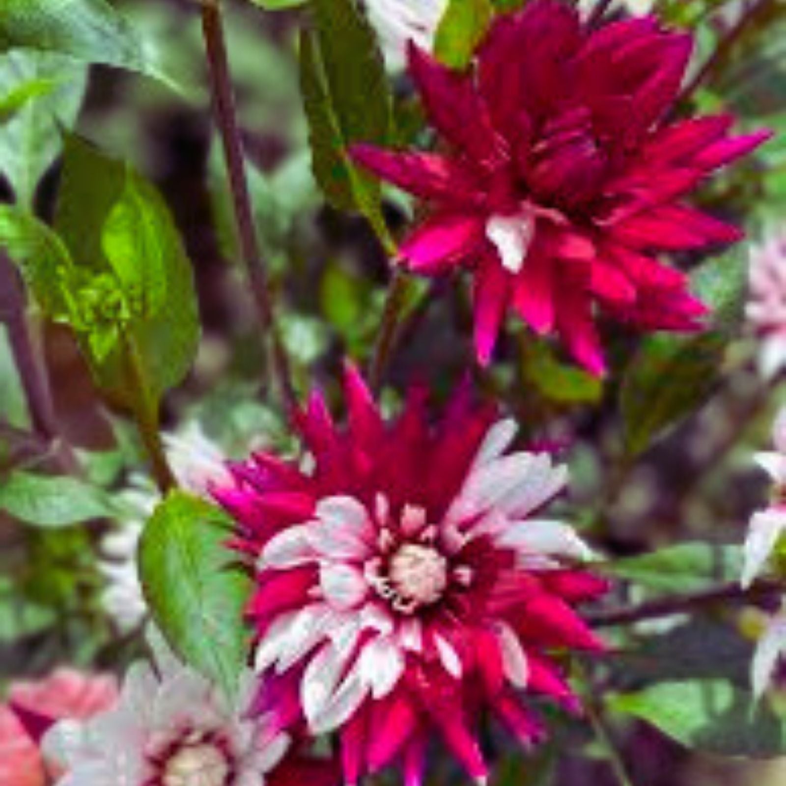 Dahlia Tubers 2-Pack Giant Red & White "Rebecca's World" Dahlia pinnata for Planting