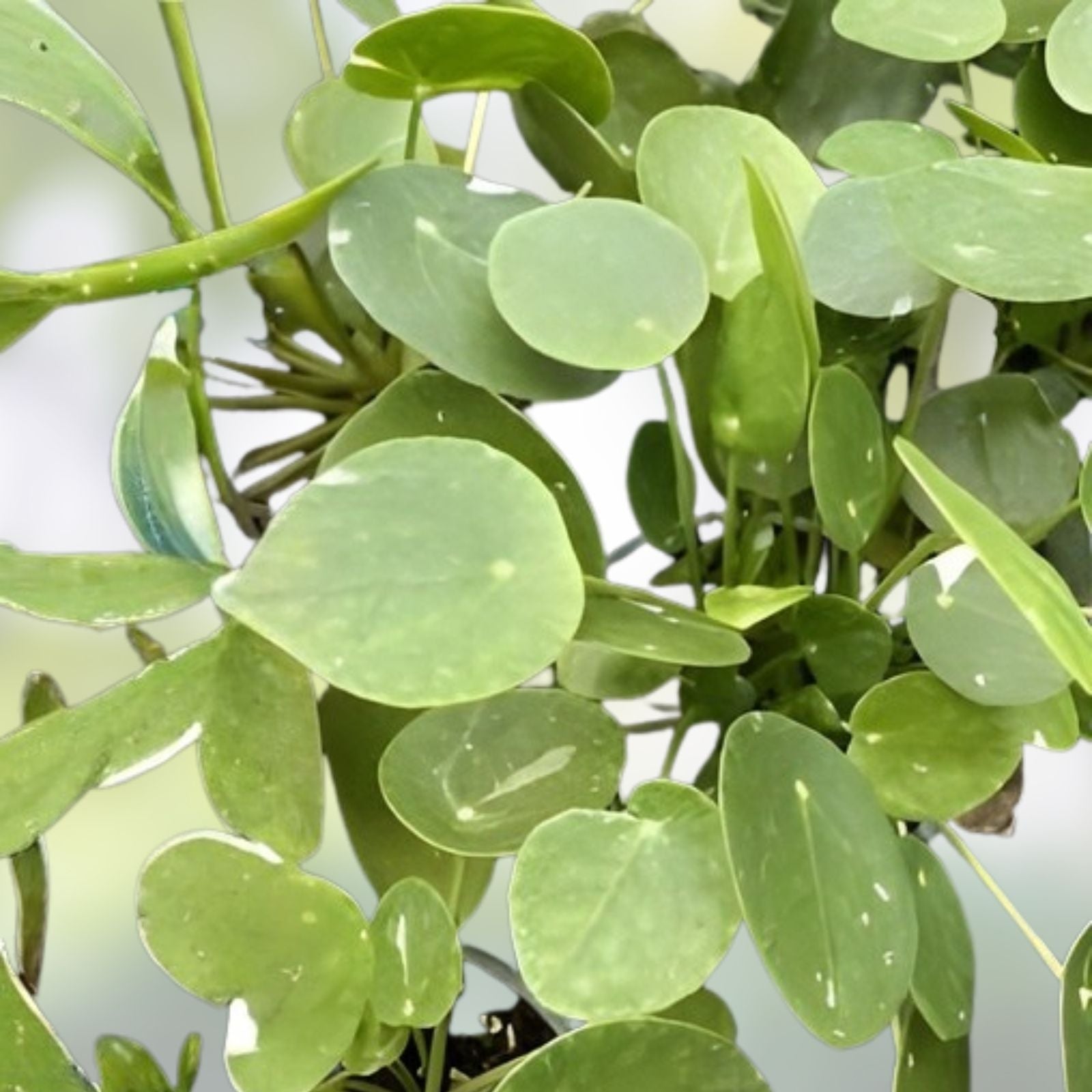 Rare Variegated Pilea Peperomioides White Splash Fresh Cuttings - Unique Indoor Houseplant for Home Decor