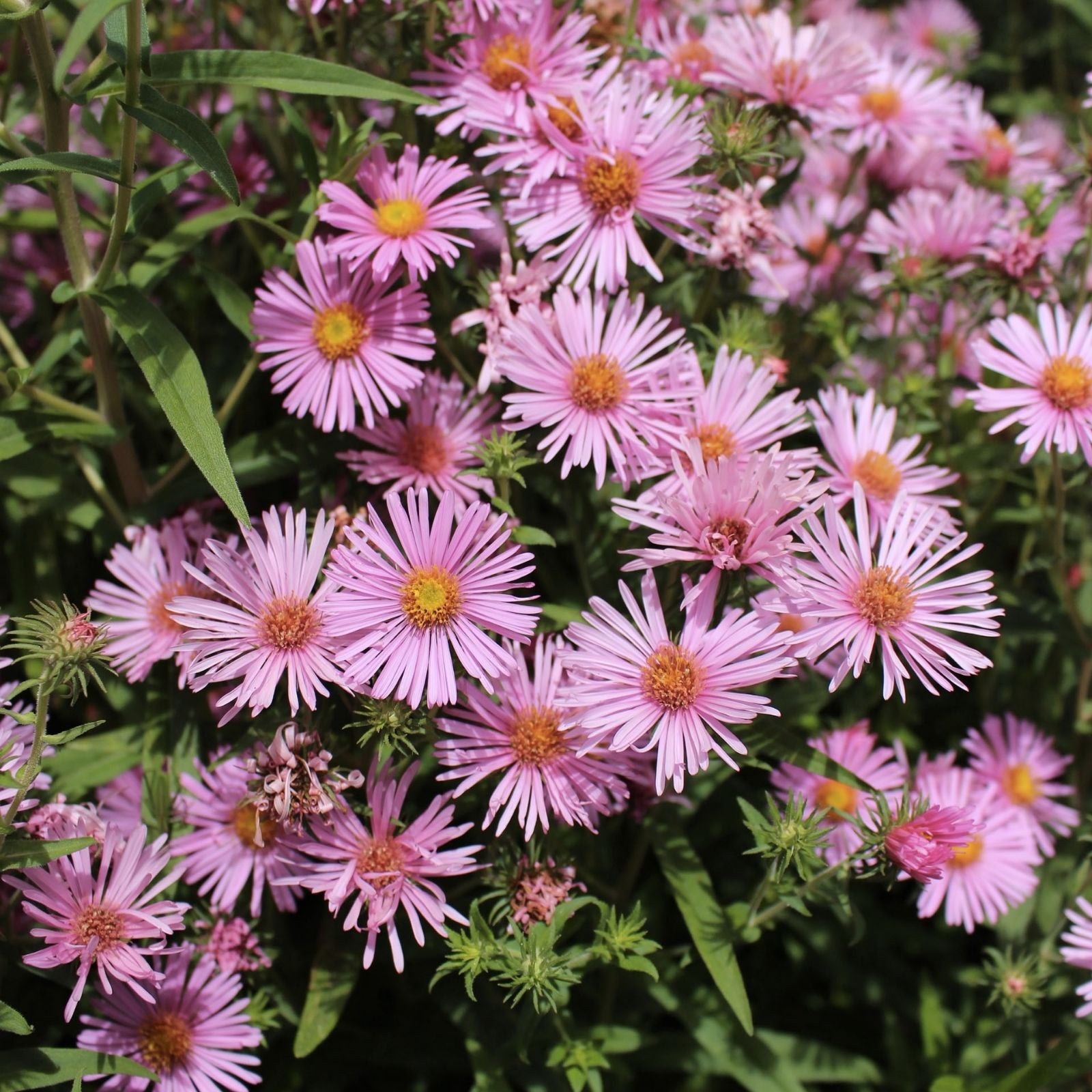 Bonita Rose Aster Seeds 30 Pack - Aster novae-angliae - USA Grown, Free Shipping, Perennial Flower Seeds