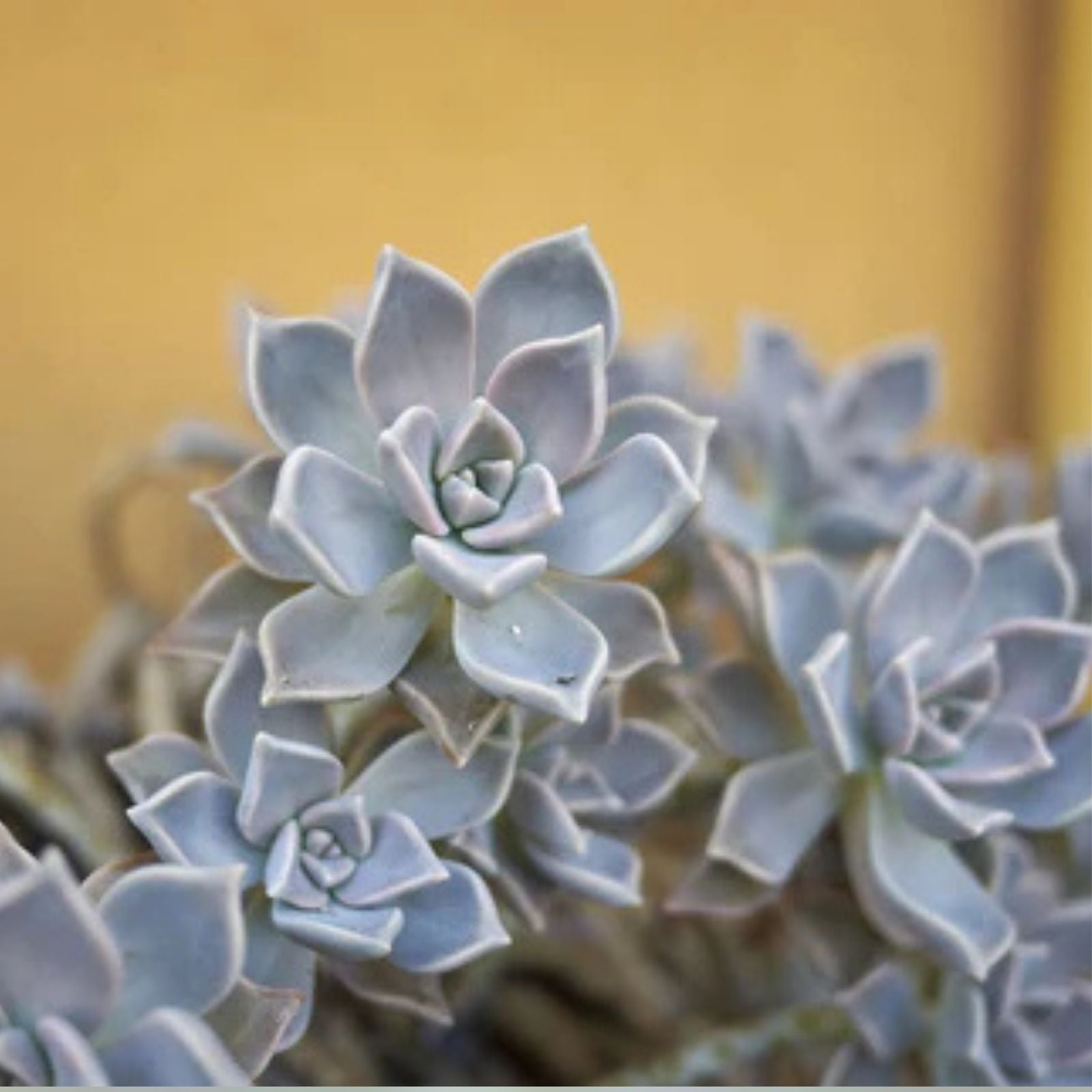 Graptopetalum Paraguayense Ghost Plant Cuttings in 2” Pot – Succulent, Easy Care Indoor Plant, Unique Grey Color