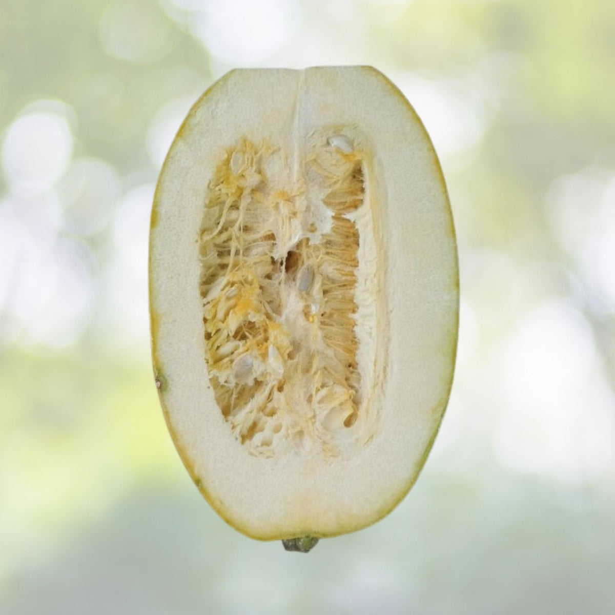 Spaghetti Squash Seeds | NON-GMO Heirloom | Fresh Garden Seeds | Cucurbita pepo