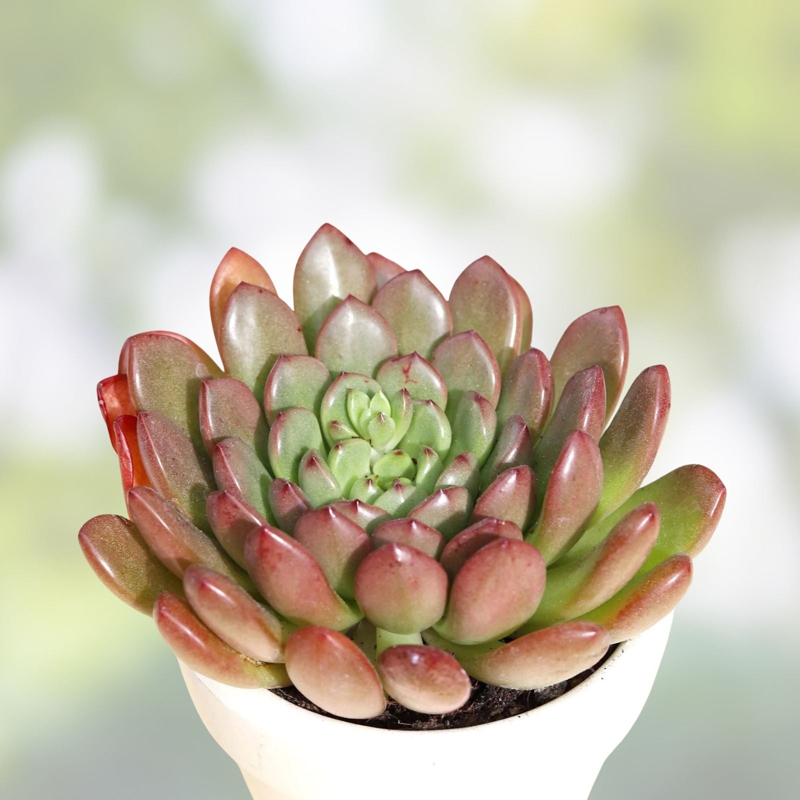 Rare Succulent Graptoveria Fred Ives Live Plant 2-Inch | Indoor Houseplant, Low Maintenance, Gift, Decorative Cactus