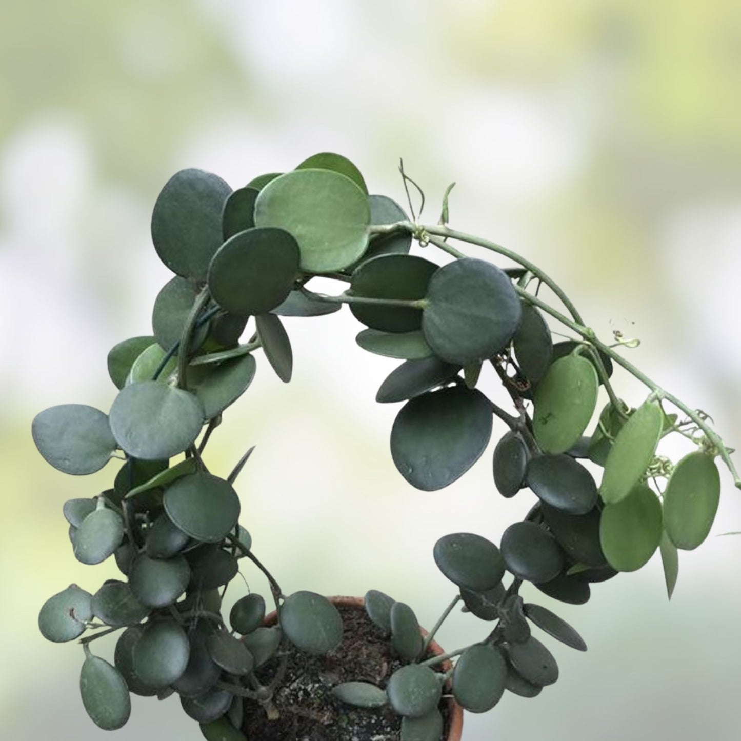 Xerosicyos perrieri Plant - Madagascar Succulent - Rare Lot CC4 - Unique Succulent for Collectors