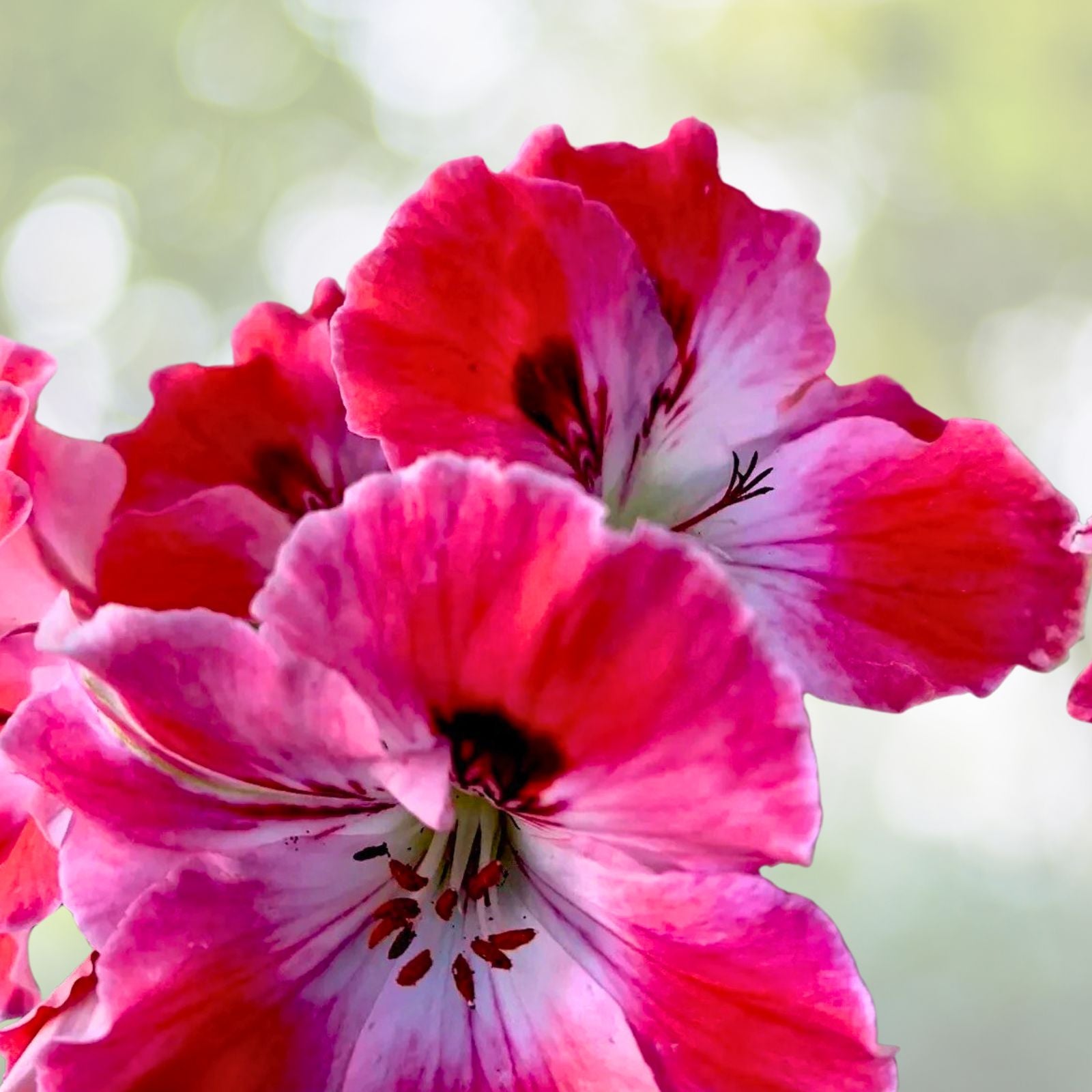 Geranium Starter Cuttings 2-Pack Reddish Pink Maroon Pelargonium spp.