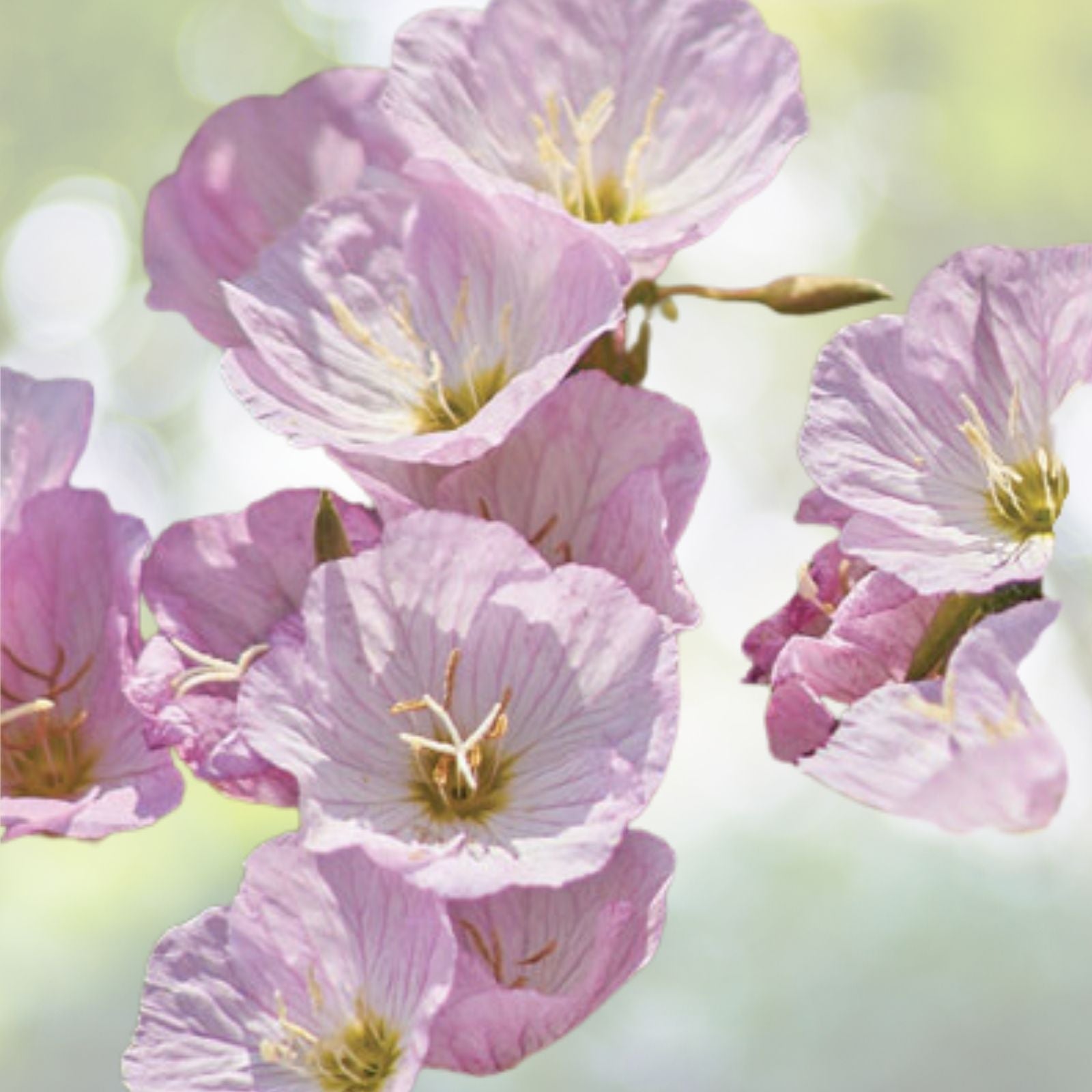 Pink Showy Evening Primrose Seeds 1500+ | Oenothera speciosa | Perennial Medicinal Herb Flower Seeds