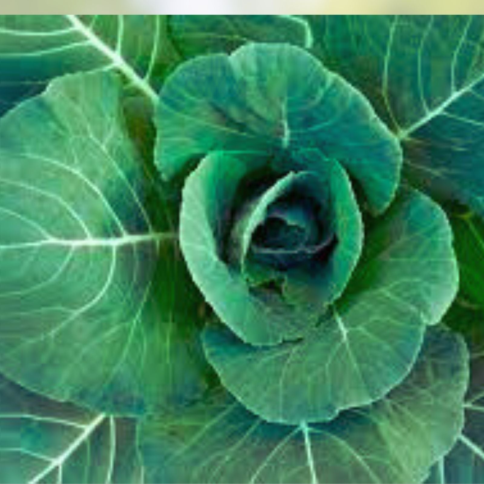 Collard Green Seeds 100 Pack – High Yield, Great Flavor – Brassica oleracea var. viridis, Georgia Variety, Vegetable Seeds