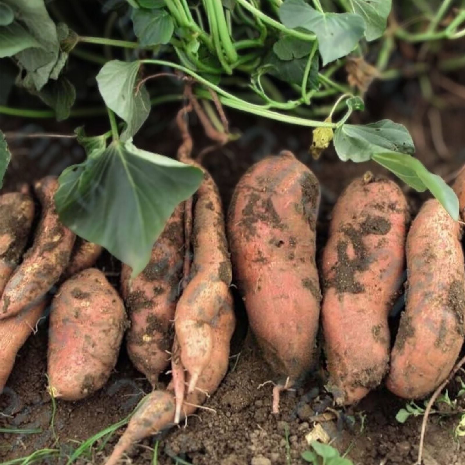 Sweet Potato Slips 20 Count Organic Ipomoea batatas Garden Starter, Cutting Vine, Ready to Plant