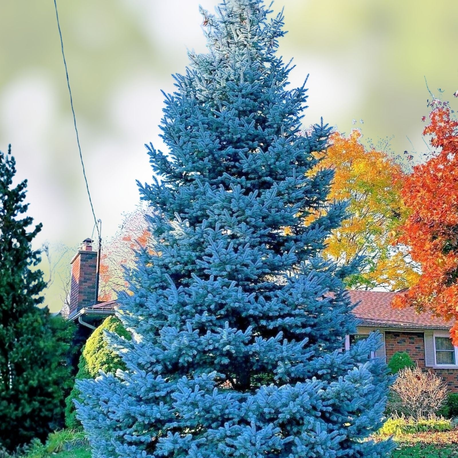 Blue Spruce Bonsai Tree Seeds – 20 Seeds for Planting – Picea pungens – Coniferous Tree Variety for Gardening and Landscaping