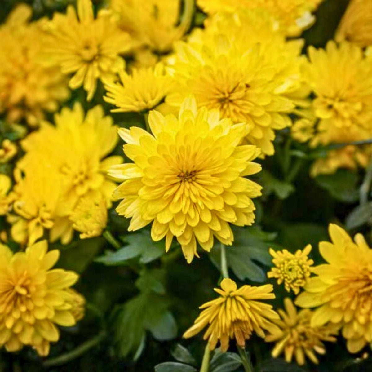 Citrine Zest Mum Seeds 200+ Chrysanthemum Flower Seeds Bright Yellow Blooms Garden Plant