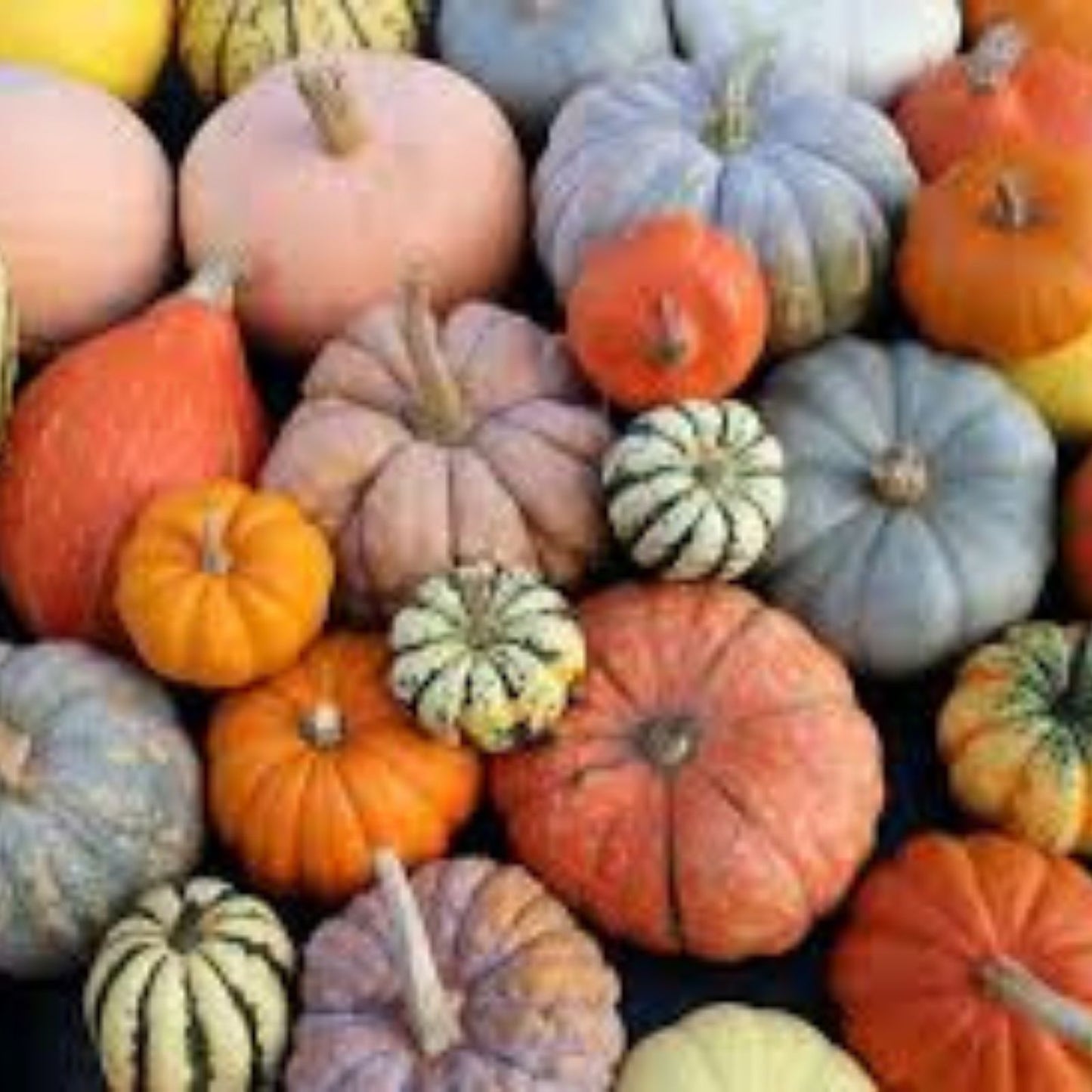 Organic Prism Pumpkin Seeds 10 Count Heirloom Variety Cucurbita pepo USA Grown