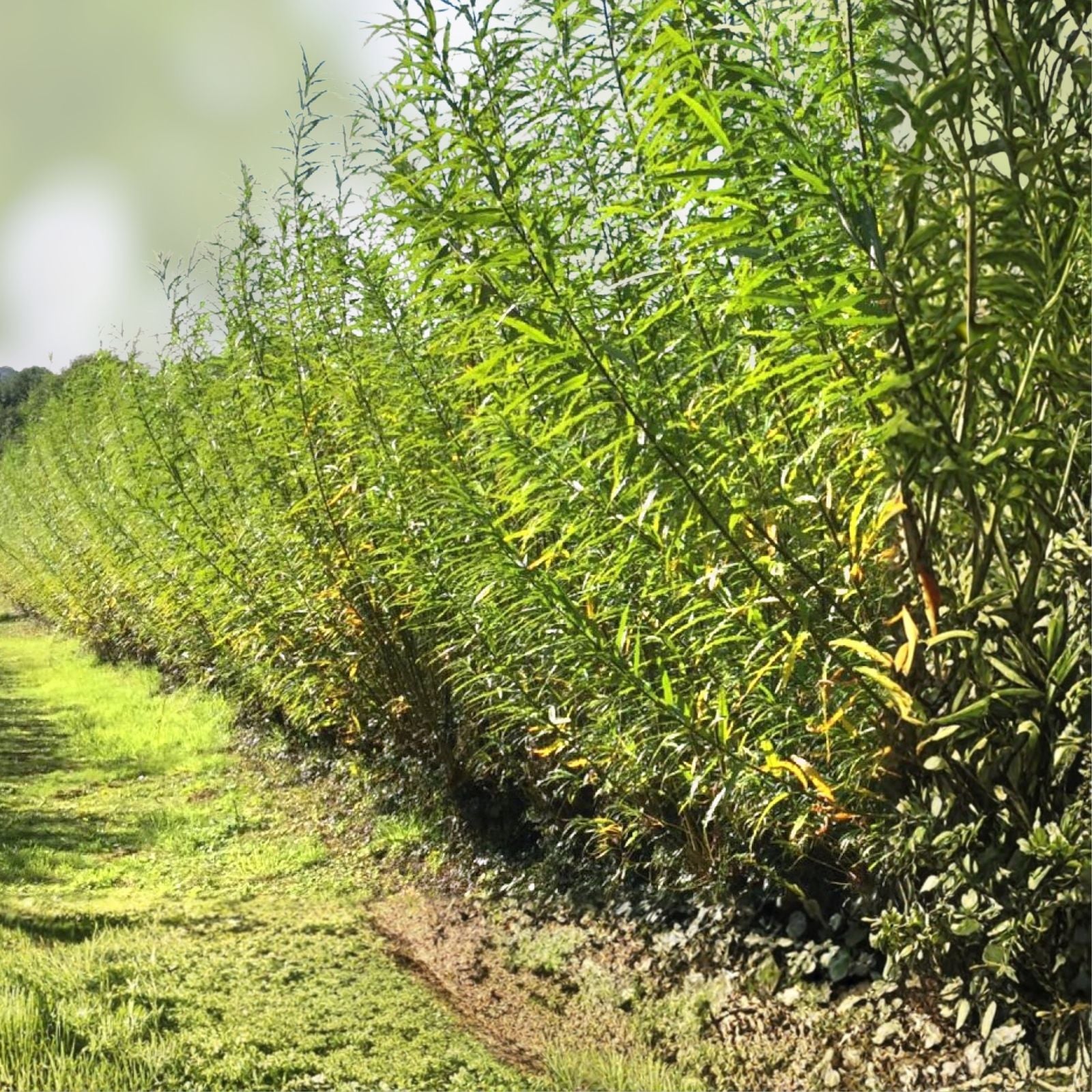 Hybrid Aussie Willow Tree - Fastest Growing Salix x "Aussie" - 1 Plant for Landscaping and Garden Privacy