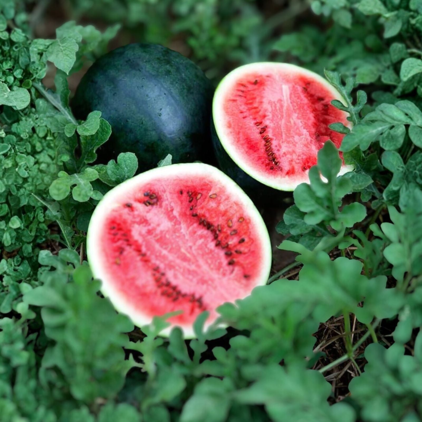 Sugar Baby Watermelon Seeds 100 Count Heirloom Non-GMO Citrullus lanatus Fruit Plant Seeds