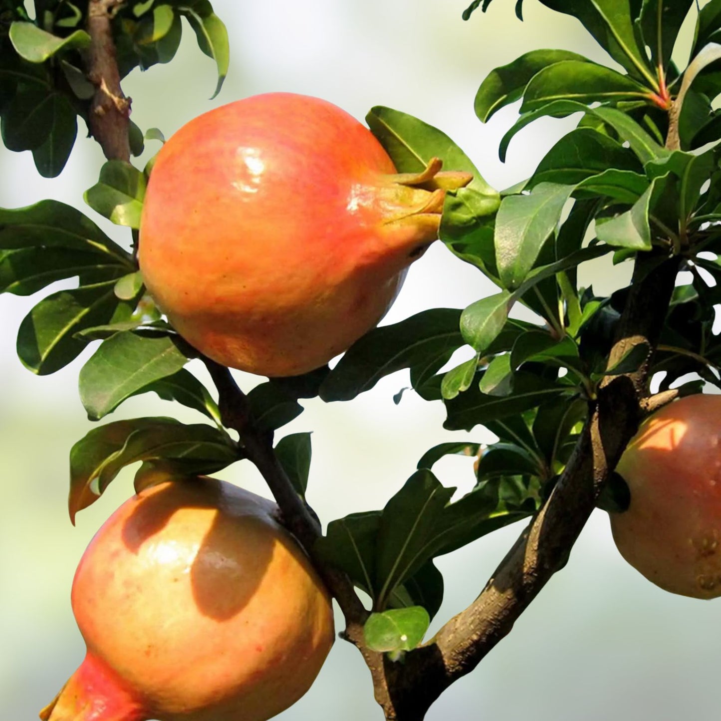 Pomegranate Seeds 20 Count Edible Fruit Punica granatum Made in USA Fresh Fruit Seeds