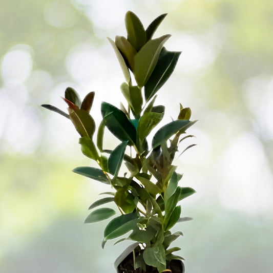 Ficus Elastica Burgundy Plant, 3 Gallon Pot, Rubber Tree, Air Purifying Indoor Houseplant, Ficus elastica