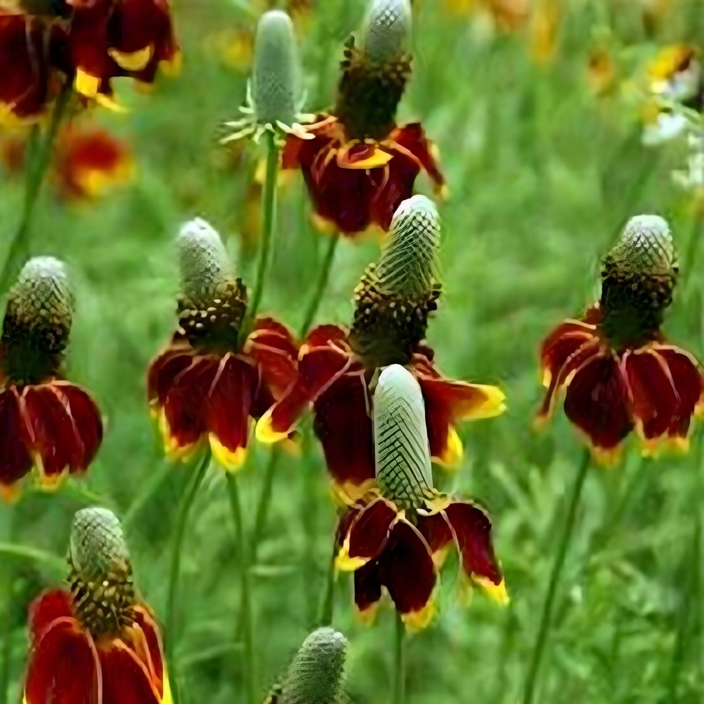Mexican Hat Seeds 200 Organic Ratibida columnifera Flower Seeds USA Grown Free Shipping