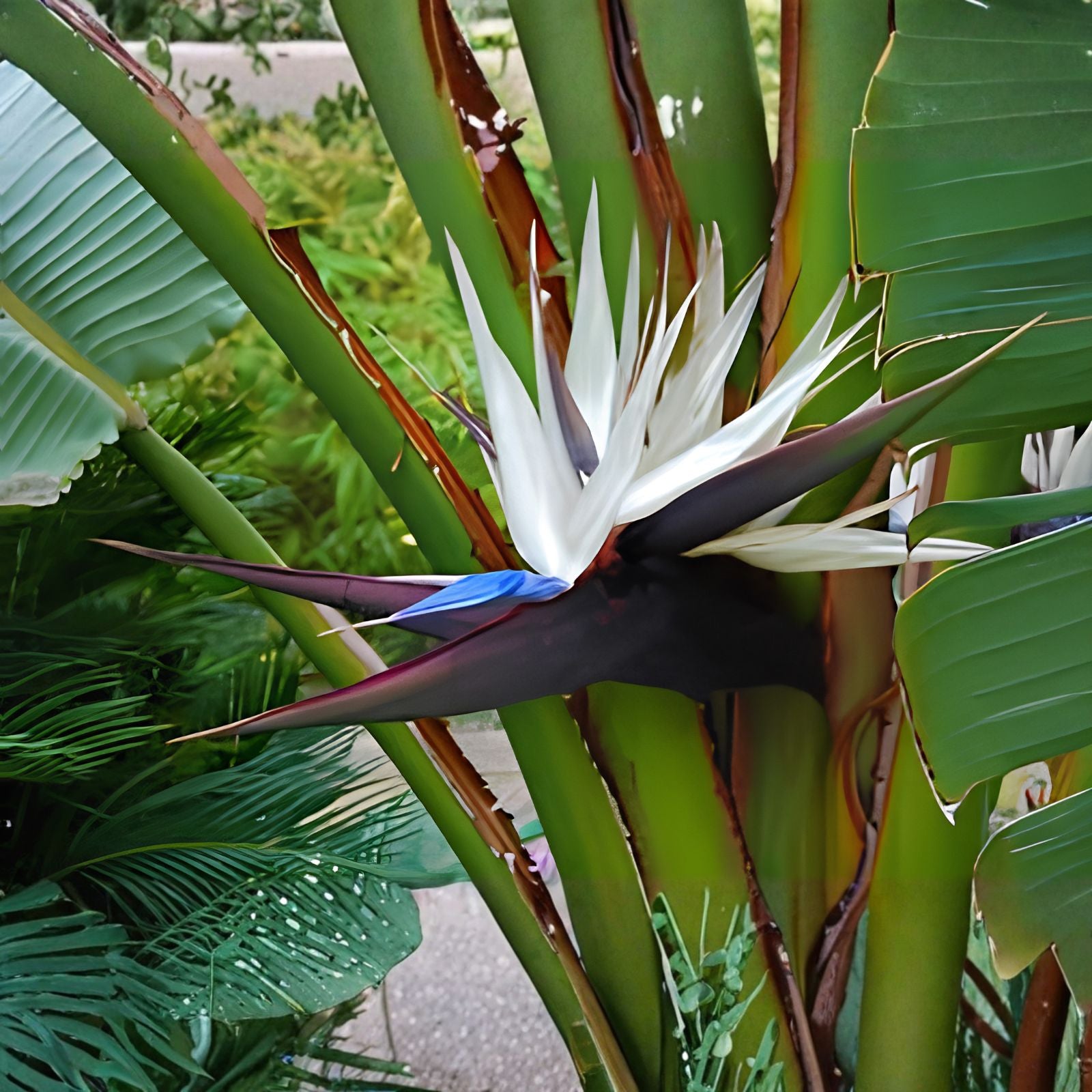 White Bird of Paradise Seeds 5 Pack - Indoor Plant or Bonsai - Strelitzia nicolai - Tropical Evergreen Seeds