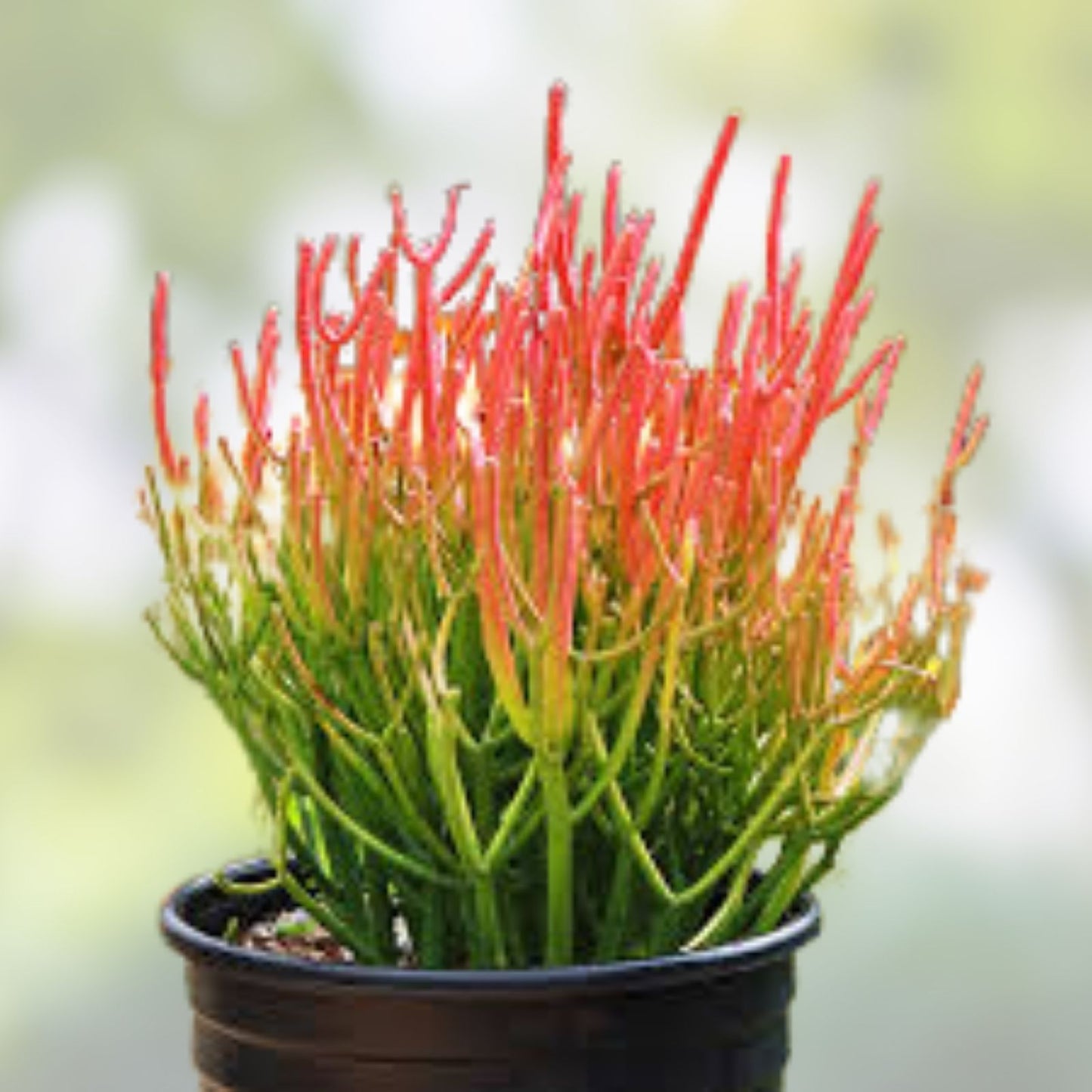 Euphorbia Tirucalli Cuttings | Pencil Cactus Plant | Fire Stick Flame Succulent | Euphorbia tirucalli